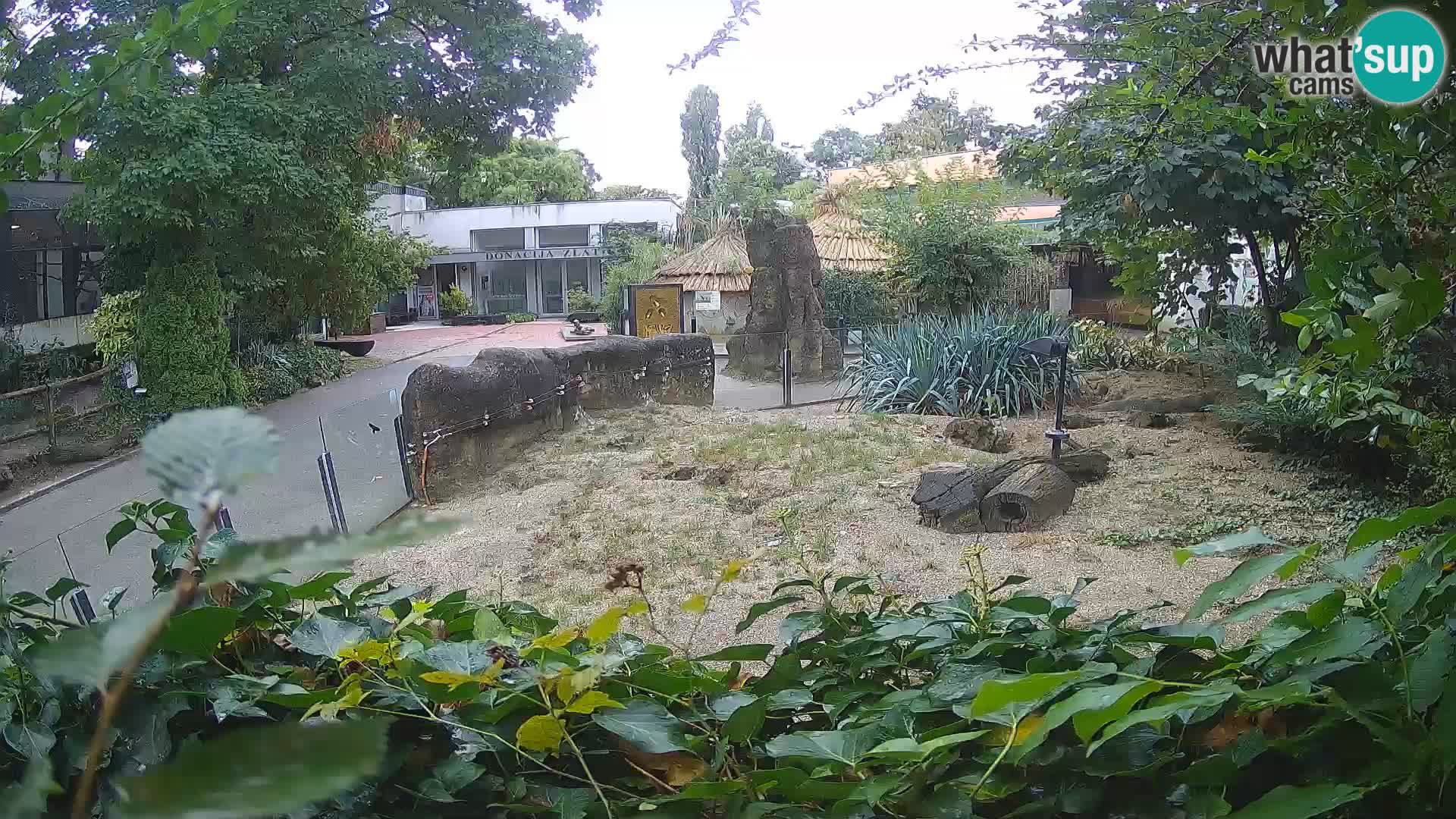 Zoo Zagreb – Meerkat (Suricate)