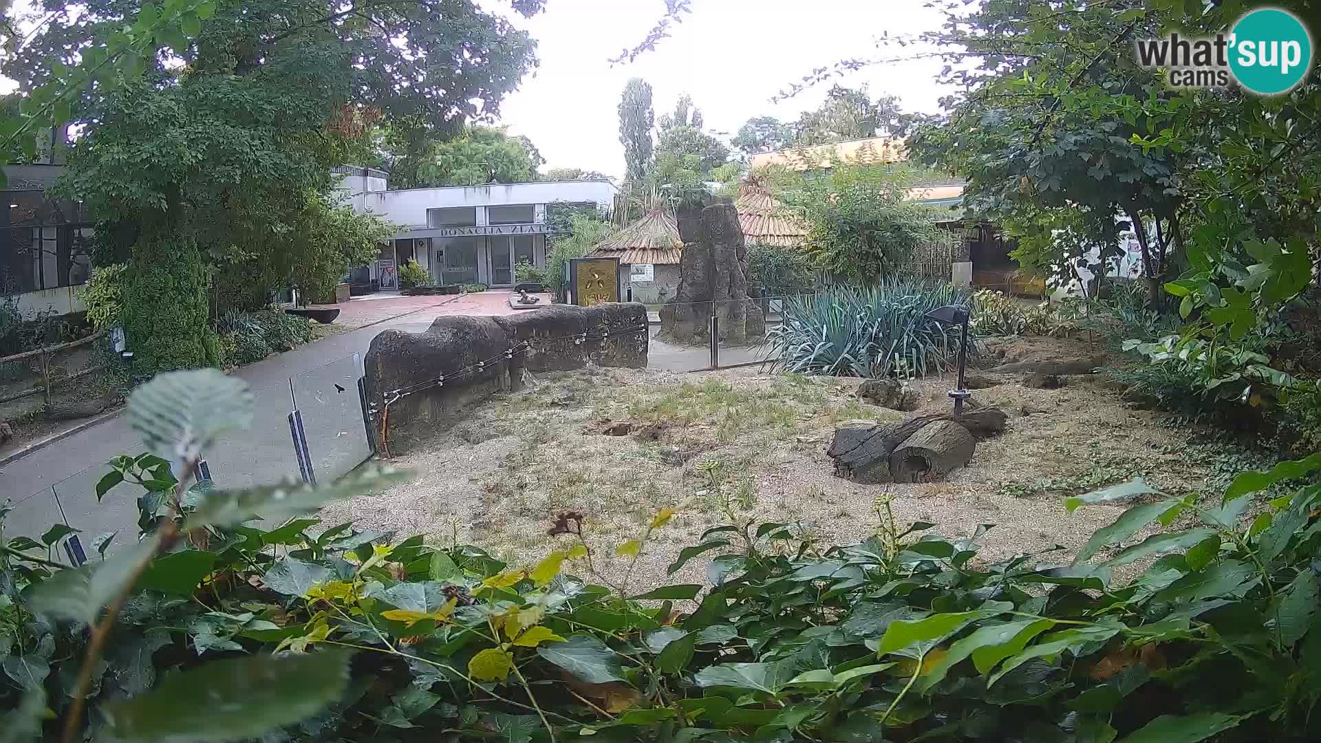 Zoo Zagreb – Meerkat (Suricate)