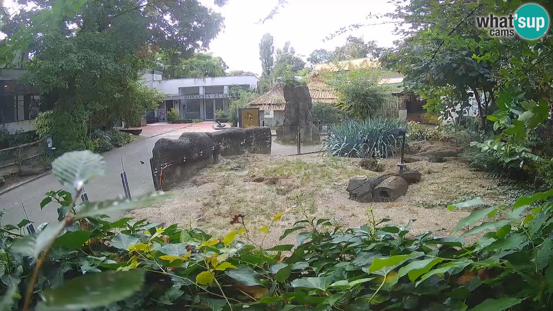 Zoo Zagreb – Erdmännchen