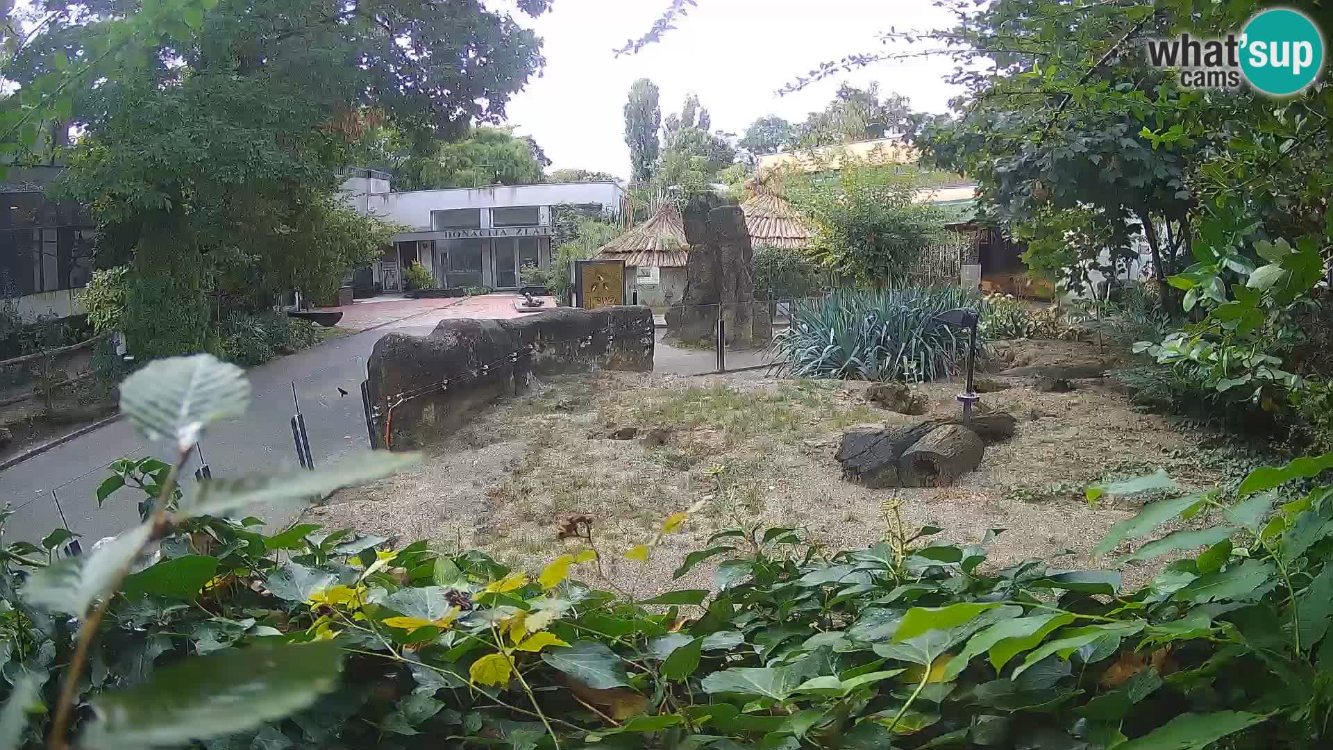 Zoo Zagreb – Meerkat (Suricate)