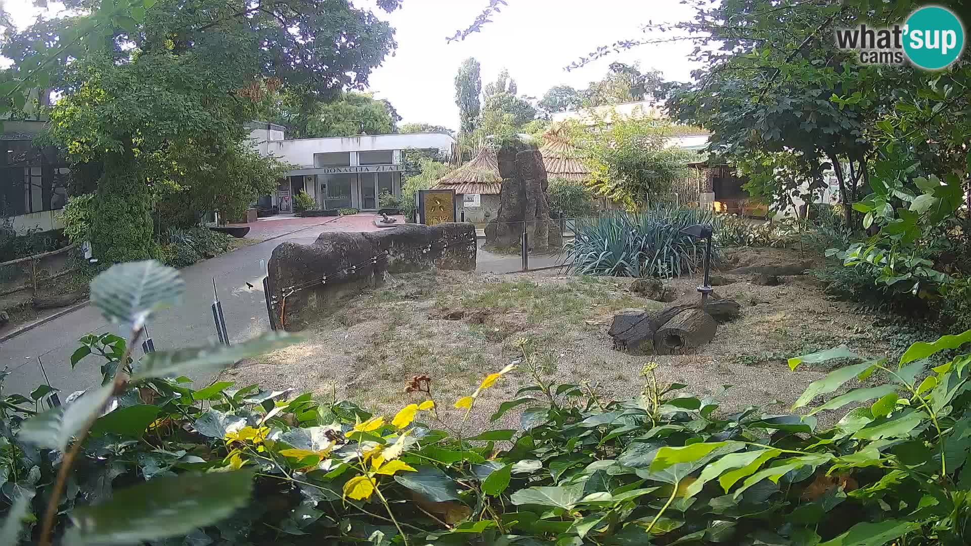 Zoo Zagreb – Meerkat (Suricate)