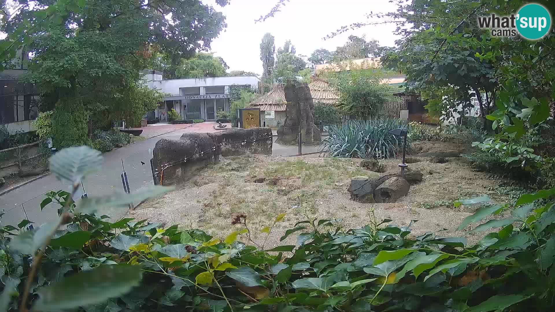 Zoo Zagreb – Meerkat (Suricate)