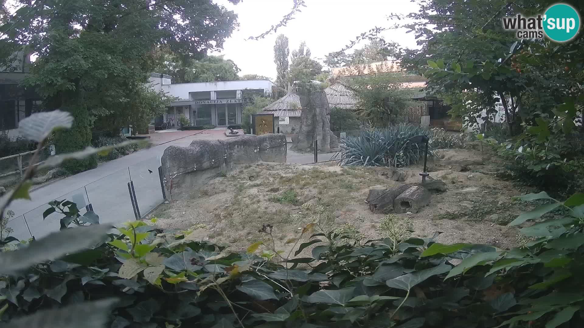 Zoo Zagreb – Surikate