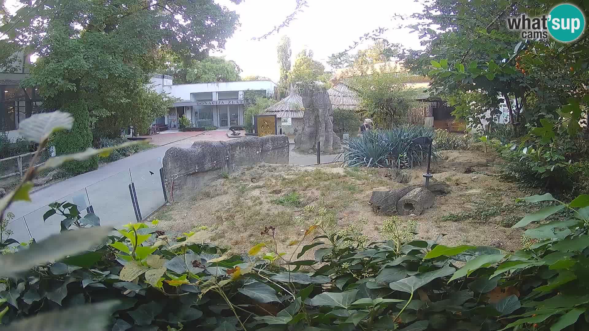 Zoo Zagreb – Meerkat (Suricate)