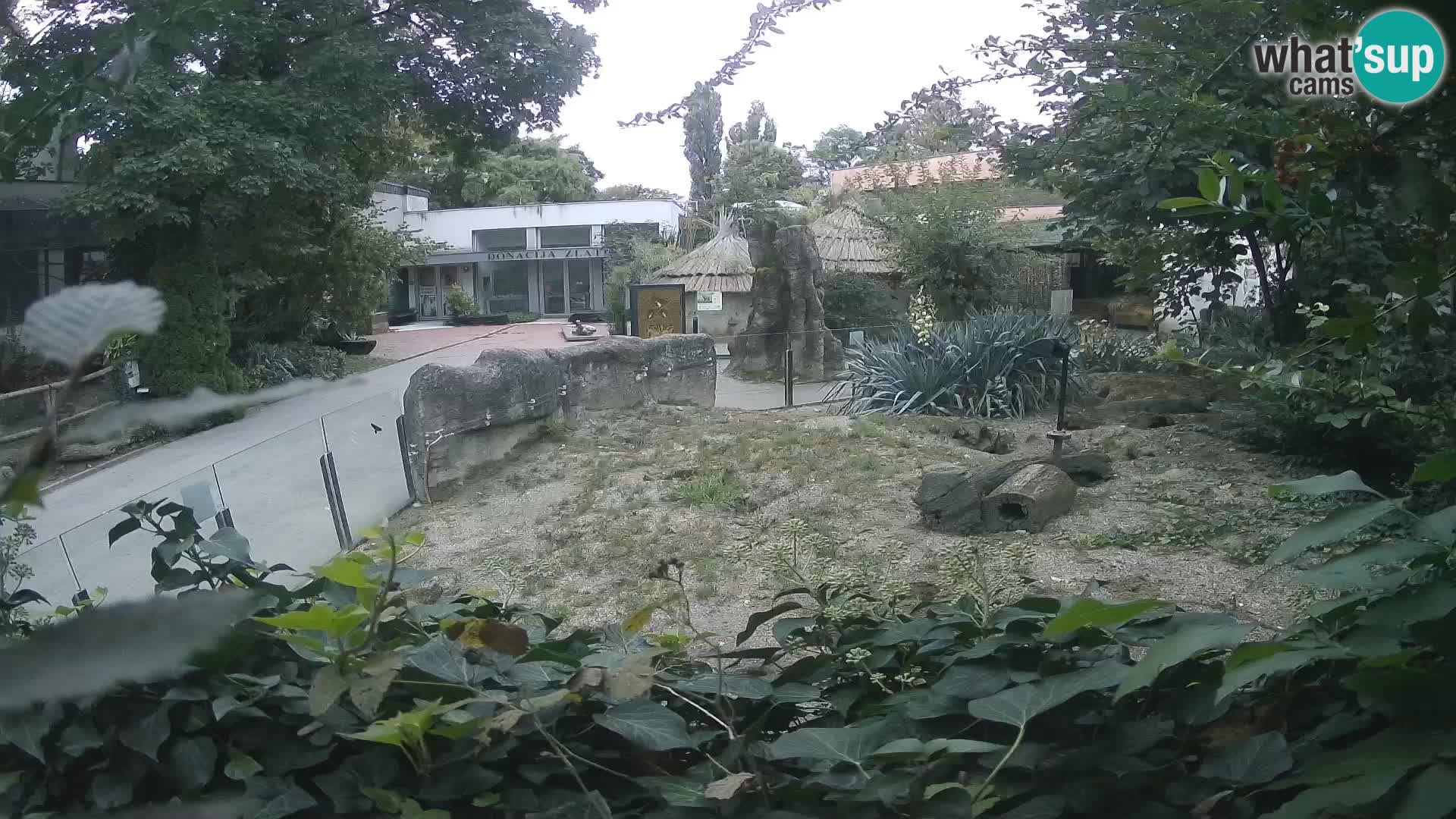 Zoo Zagreb – Suricata