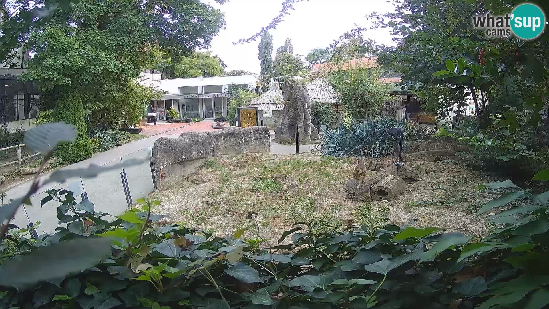 Zoo Zagreb – Merkat