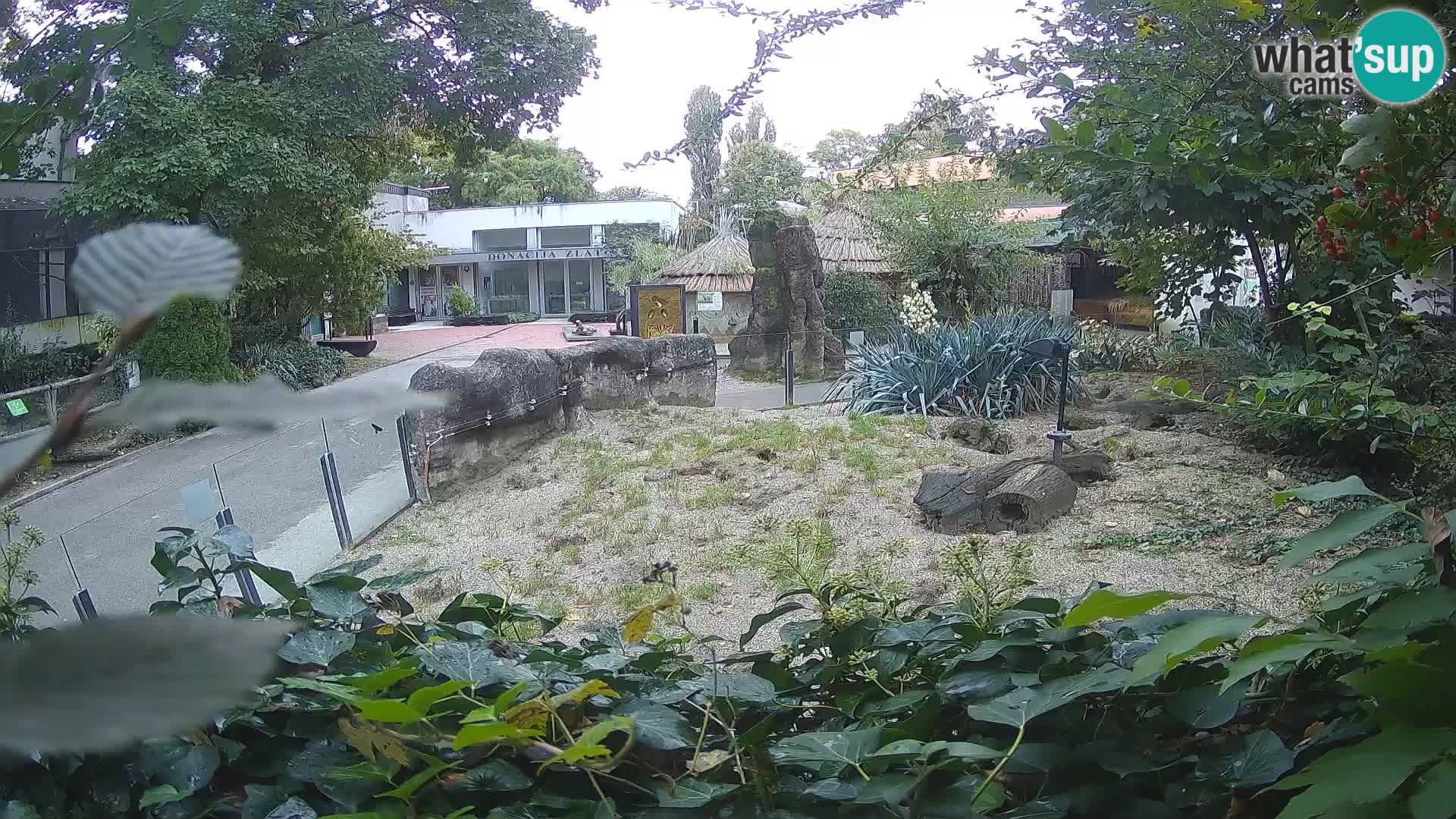 Zoo Zagreb – Suricata