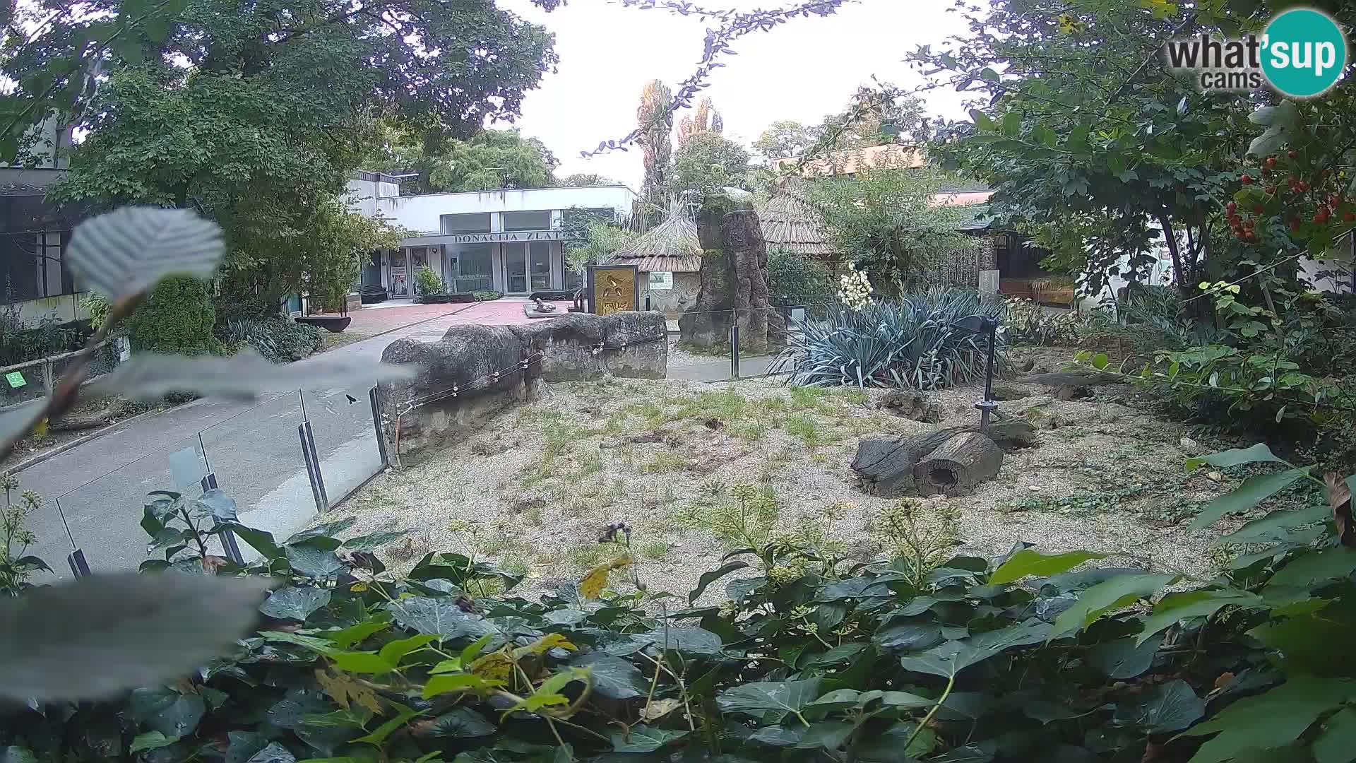 Zoo Zagreb – Meerkat (Suricate)