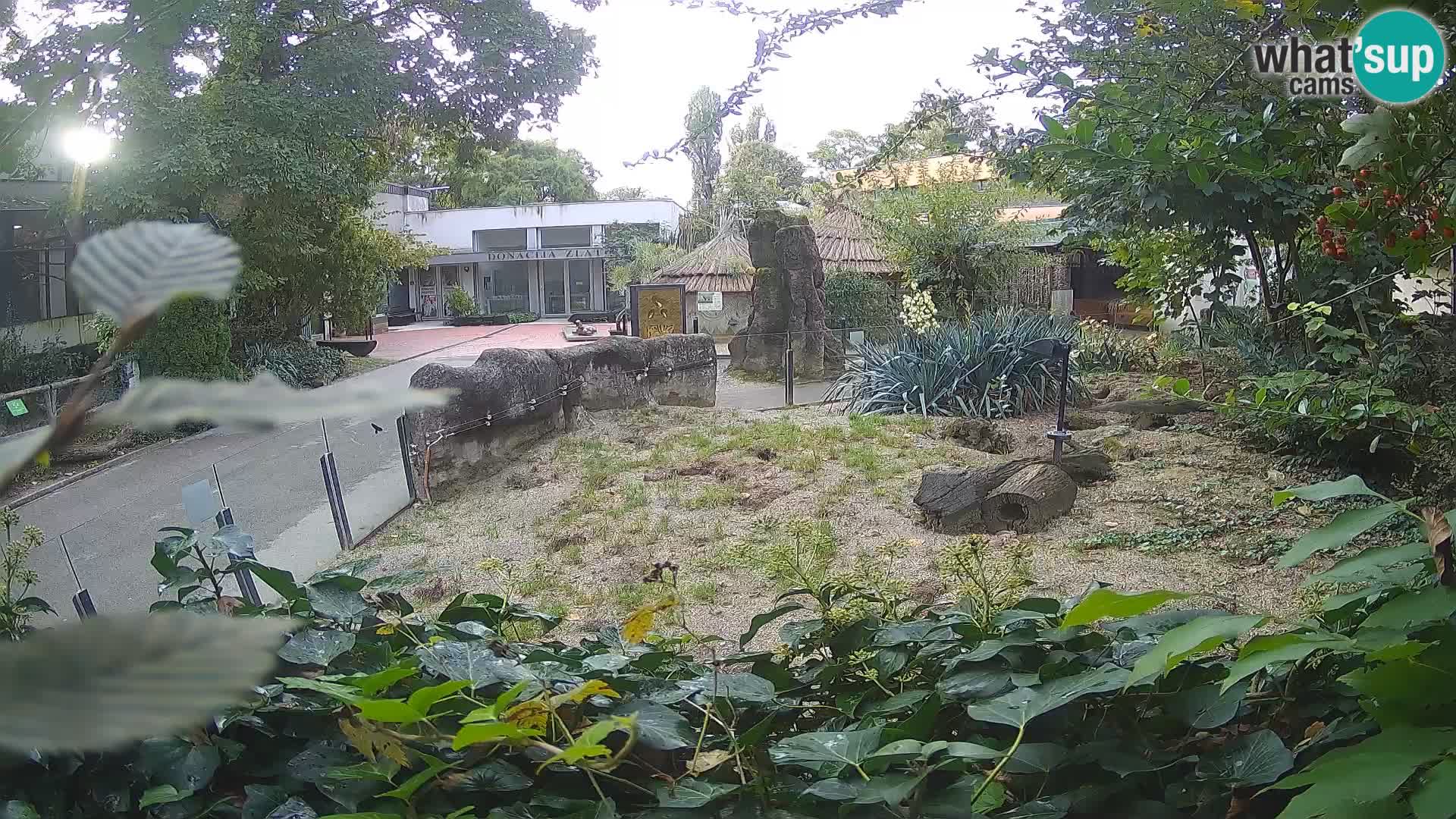 Zoo Zagreb – Meerkat (Suricate)