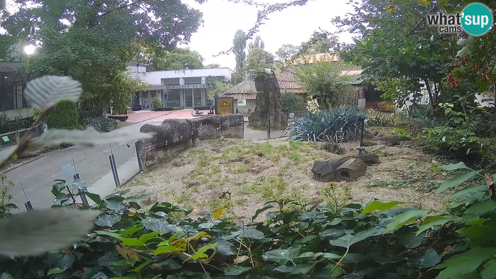 Zoo Zagreb – Meerkat (Suricate)