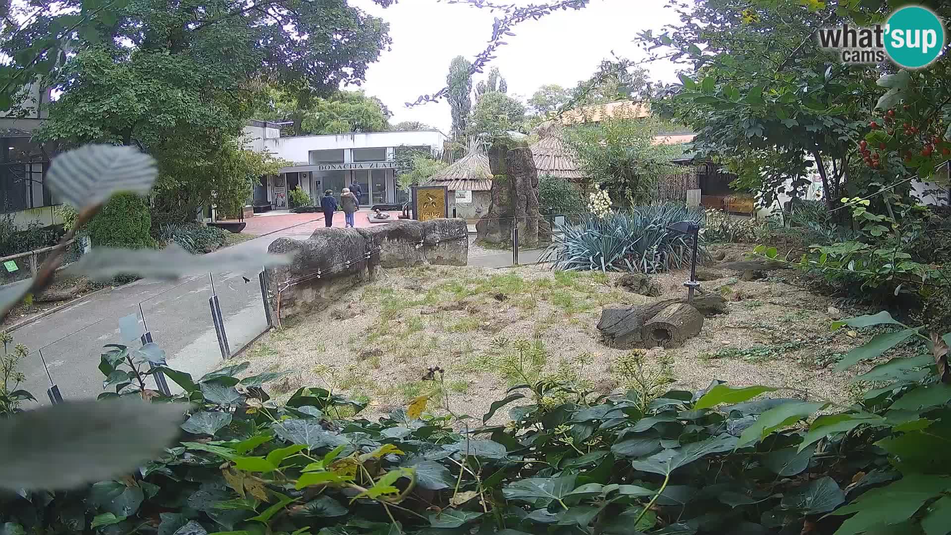 Zoo Zagreb – Suricate