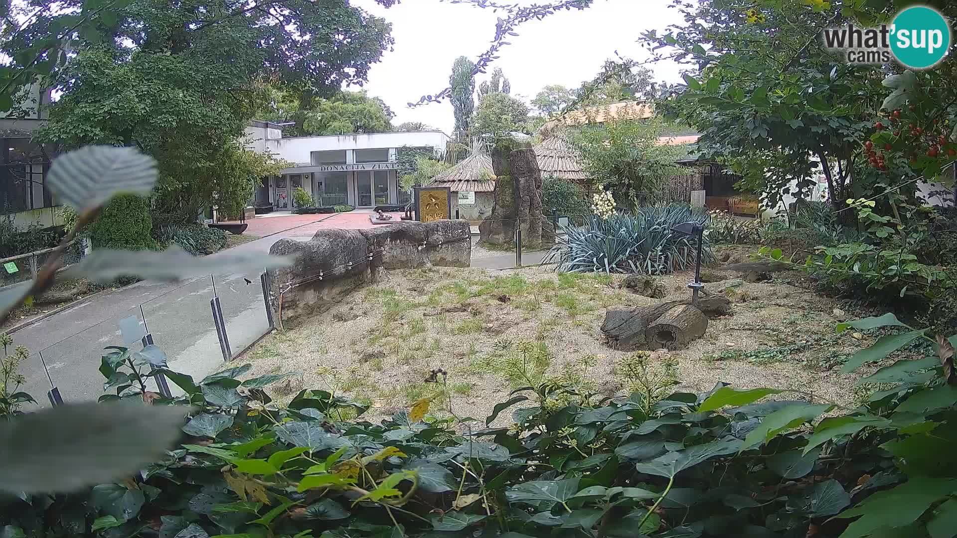 Zoo Zagreb – Meerkat (Suricate)