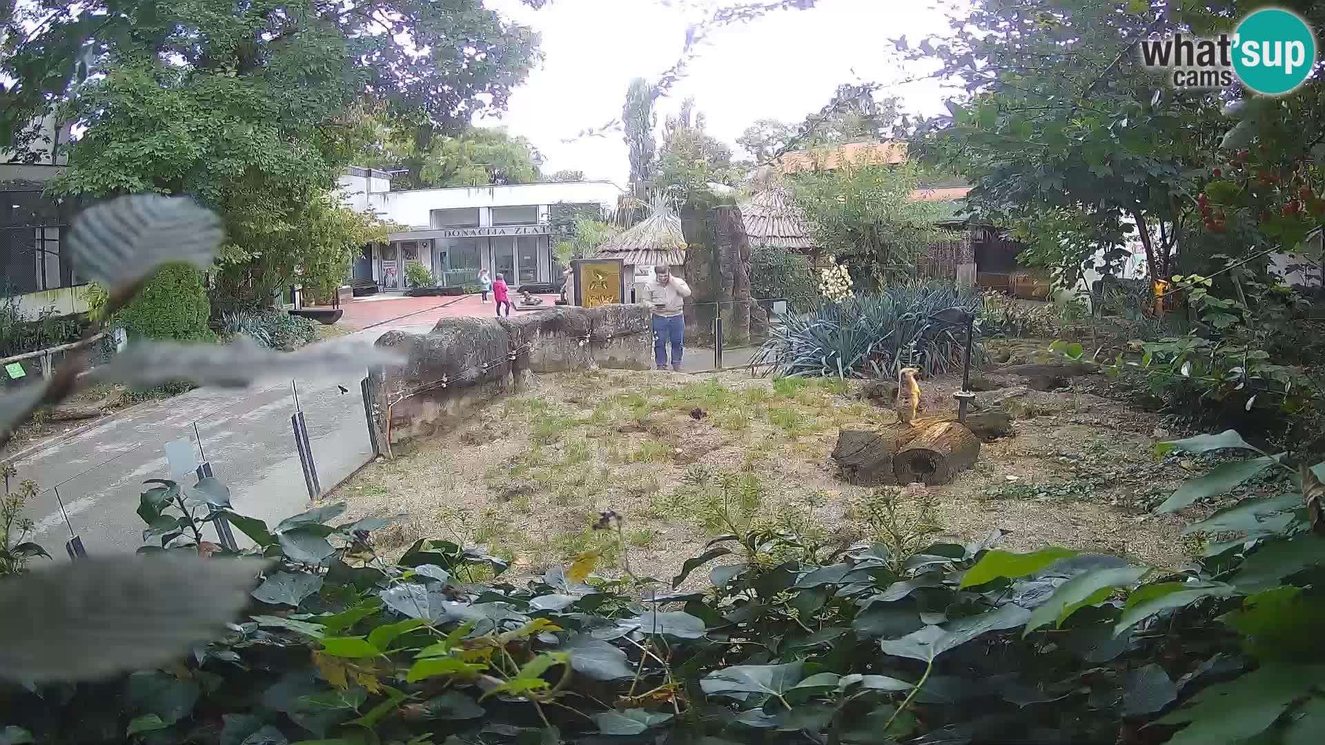 Zoo Zagreb – Surikate