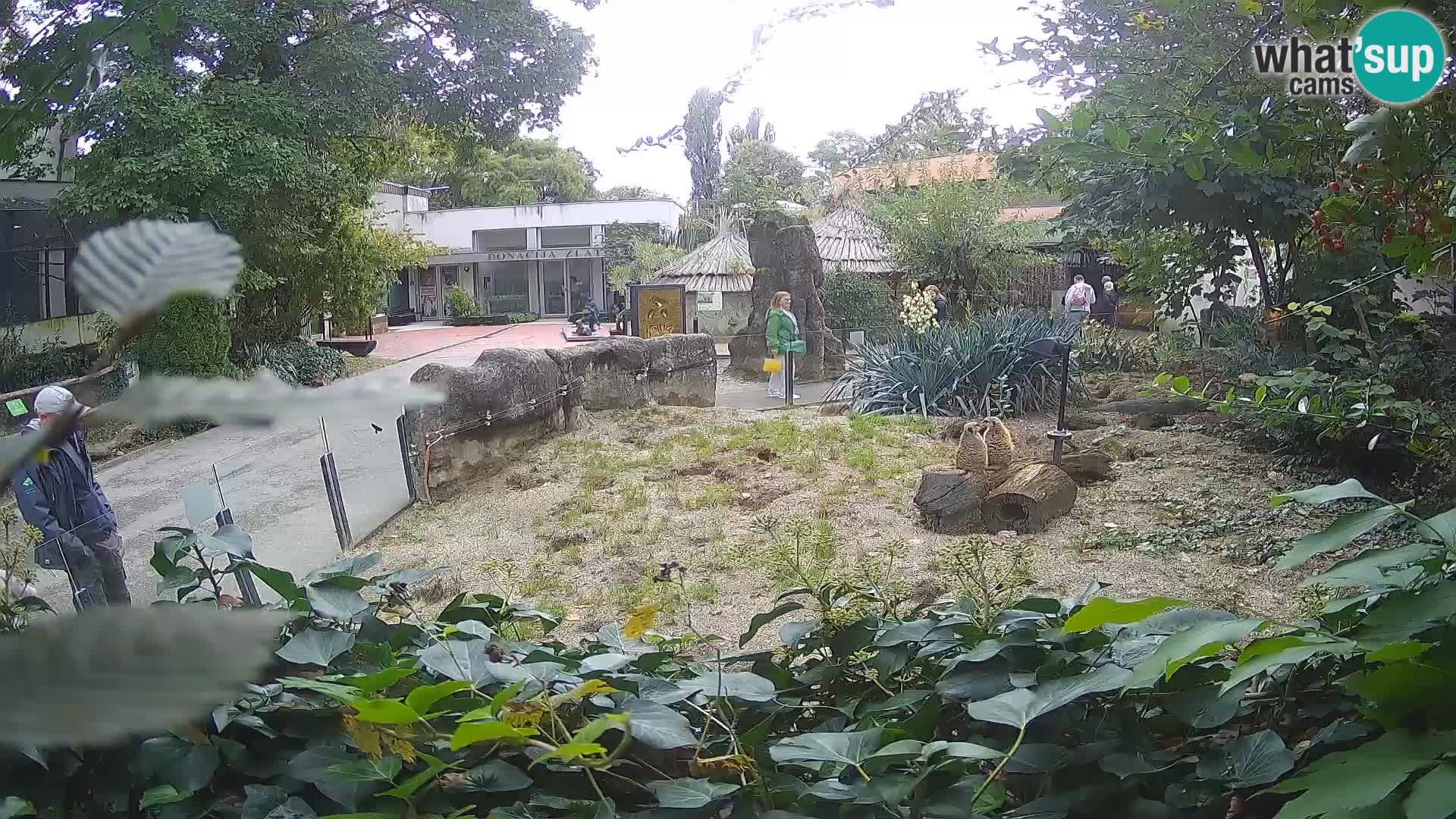 Zoo Zagreb – Suricata