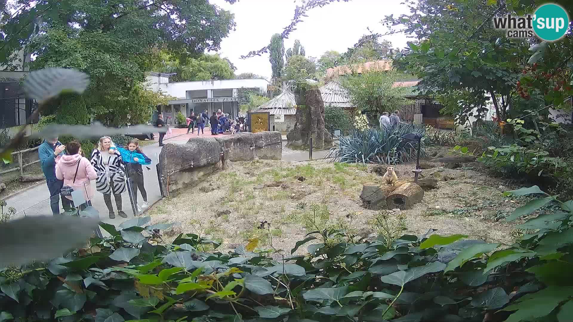 Zoo Zagreb – Meerkat (Suricate)