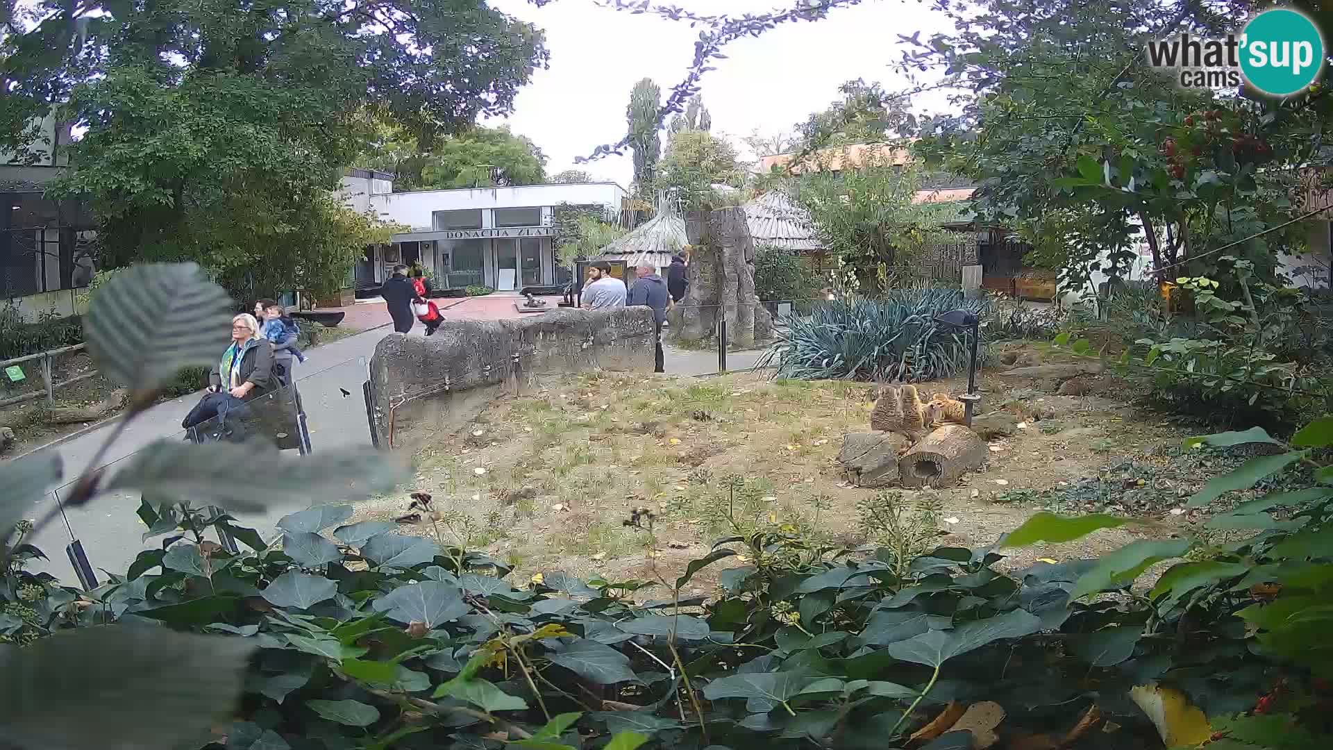 Zoo Zagreb – Surikate