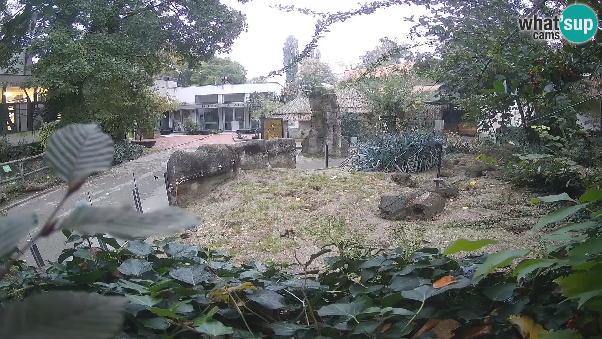 Zoo Zagreb – Suricata