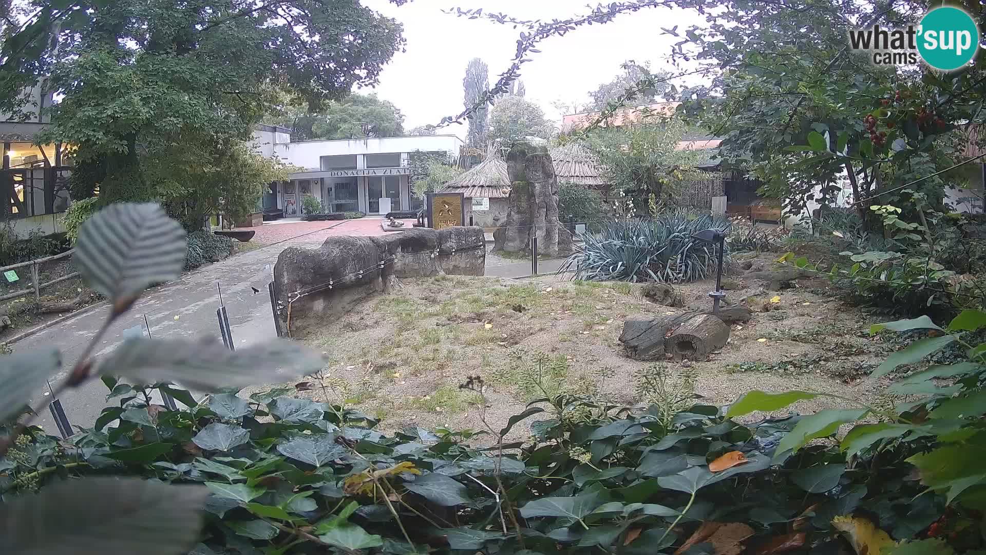 Zoo Zagreb – Erdmännchen