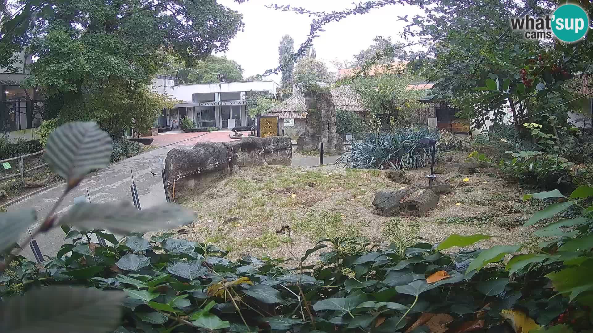 Zoo Zagreb – Surikate