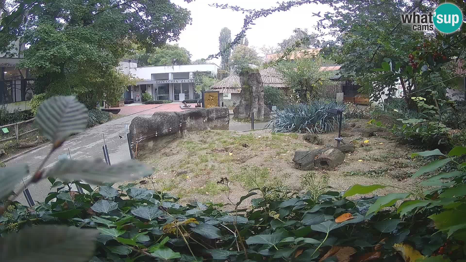 Zoo Zagreb – Meerkat (Suricate)