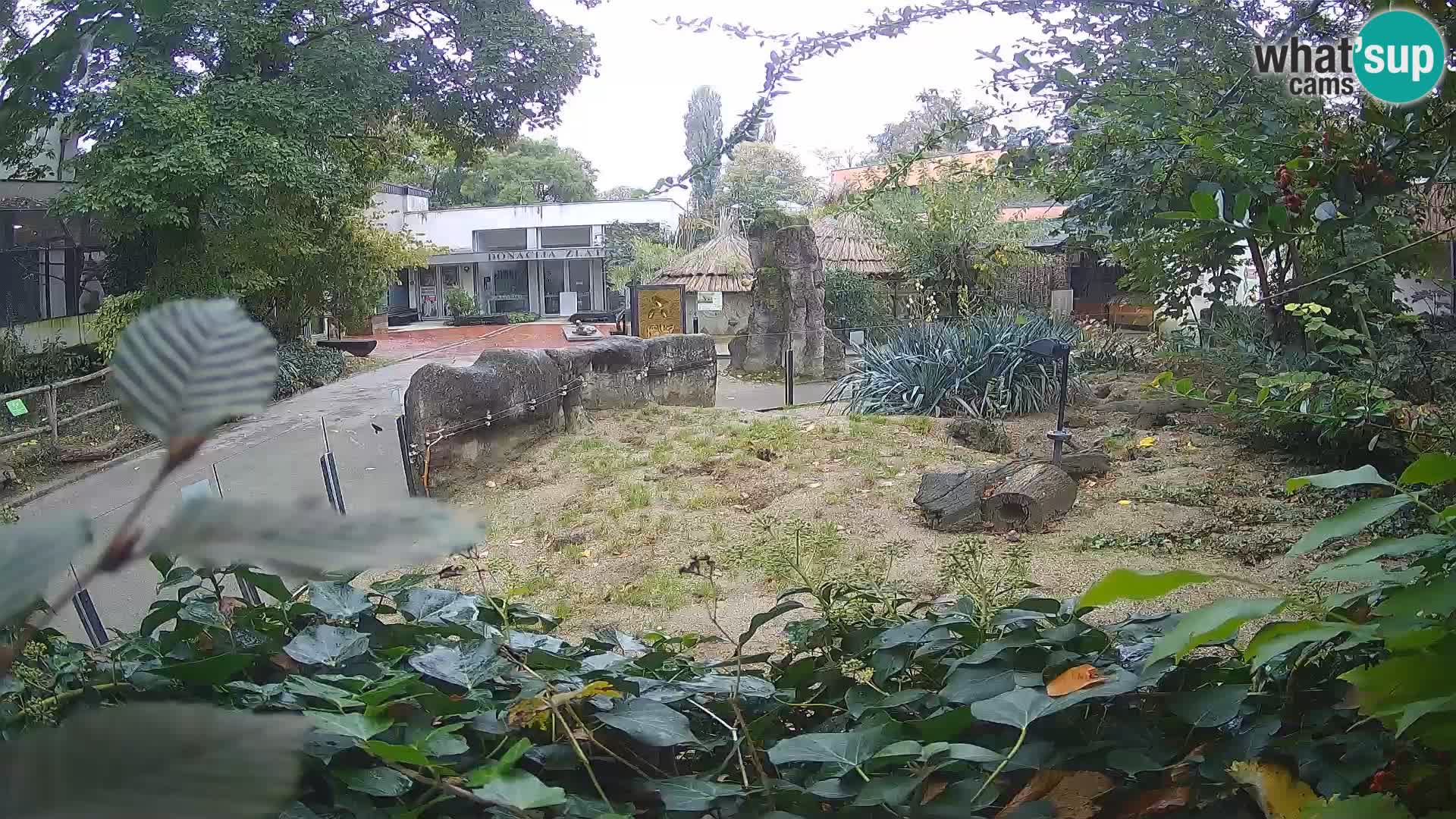 Zoo Zagreb – Suricata