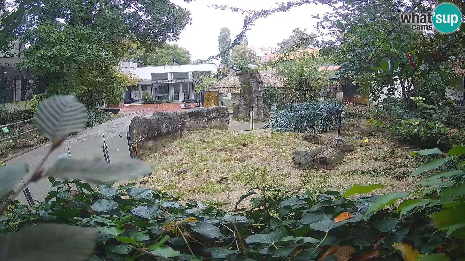 Zoo Zagreb – Merkat