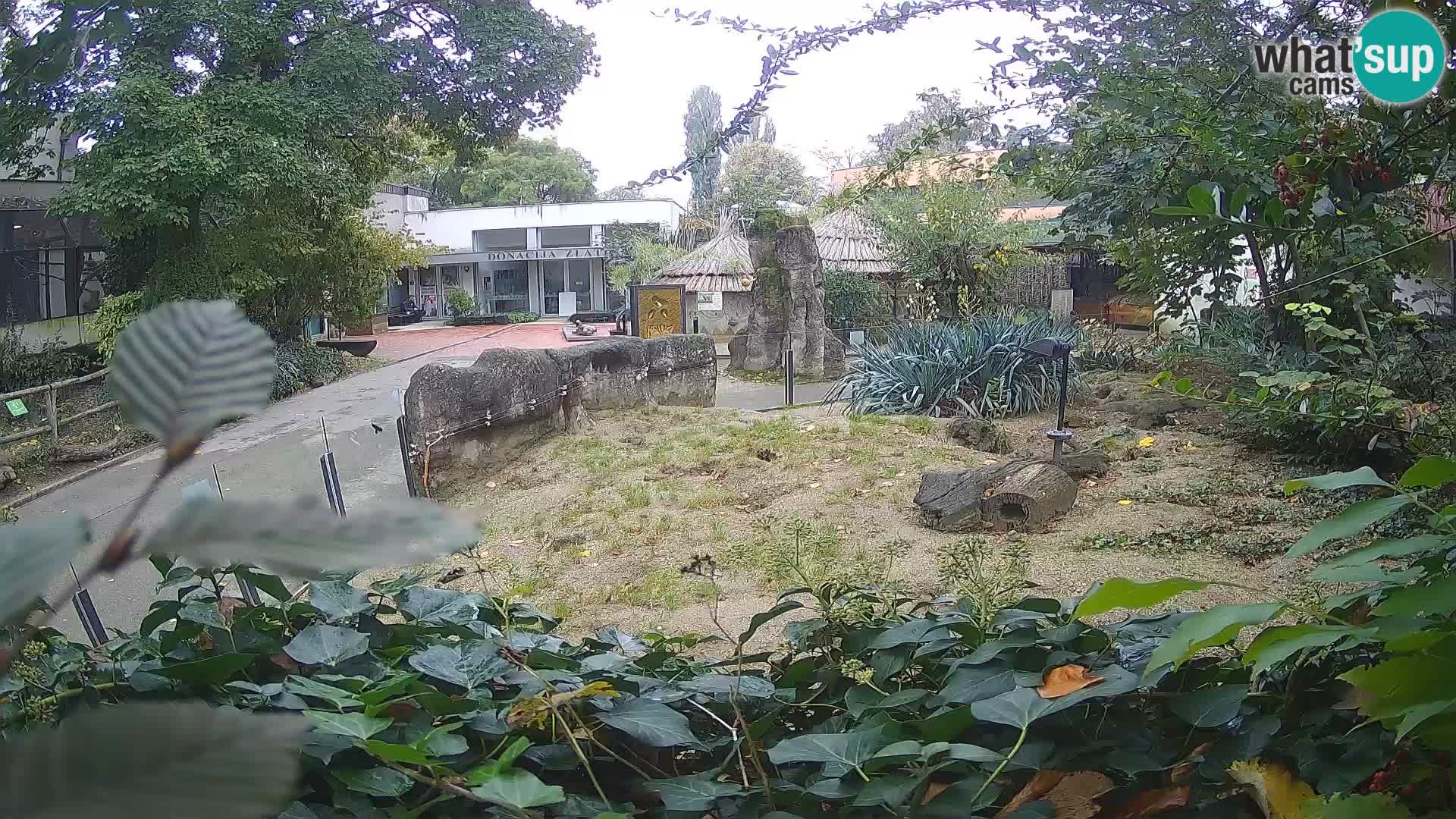 Zoo Zagreb – Suricata