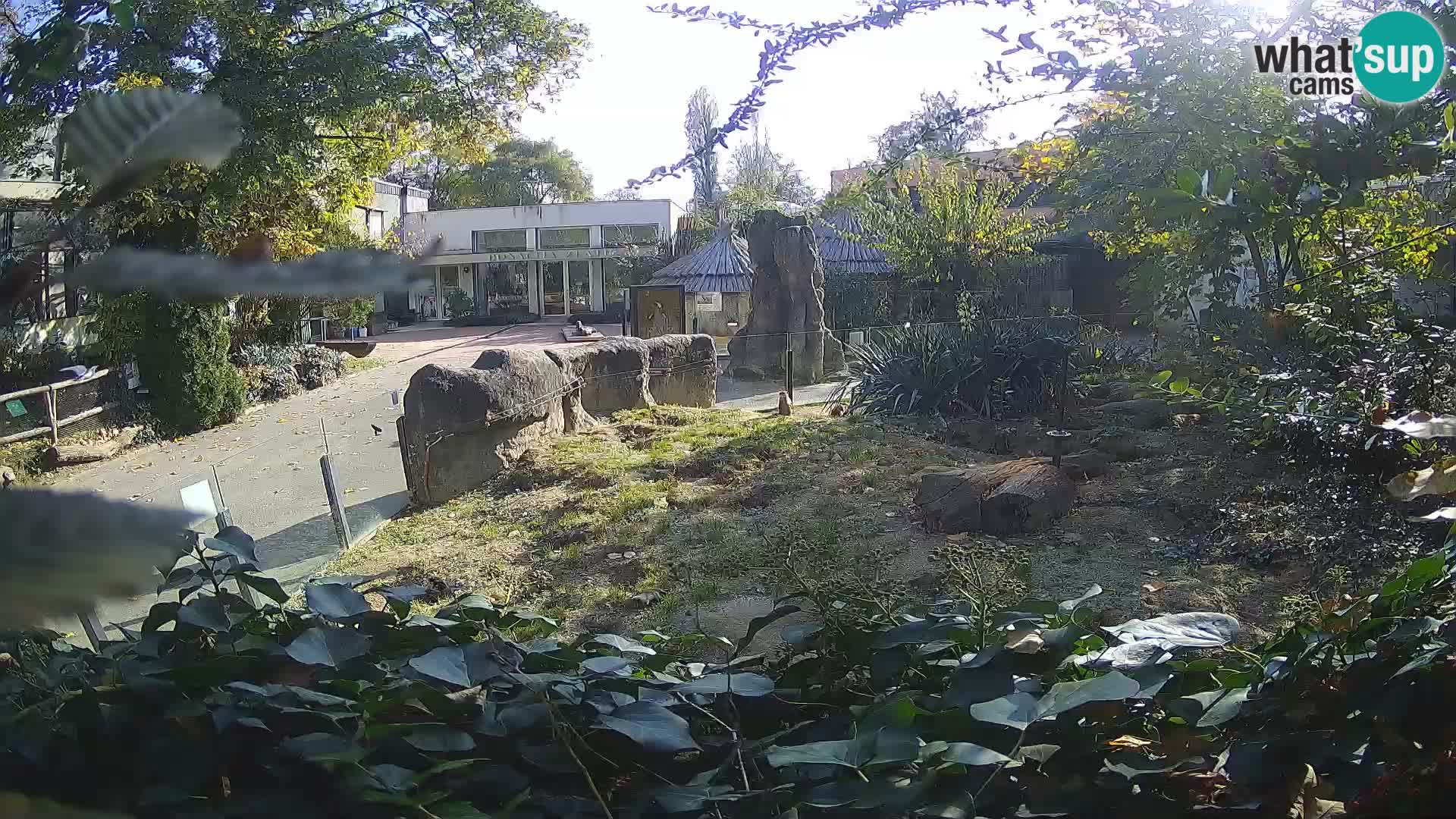 Zoo Zagreb – Suricate