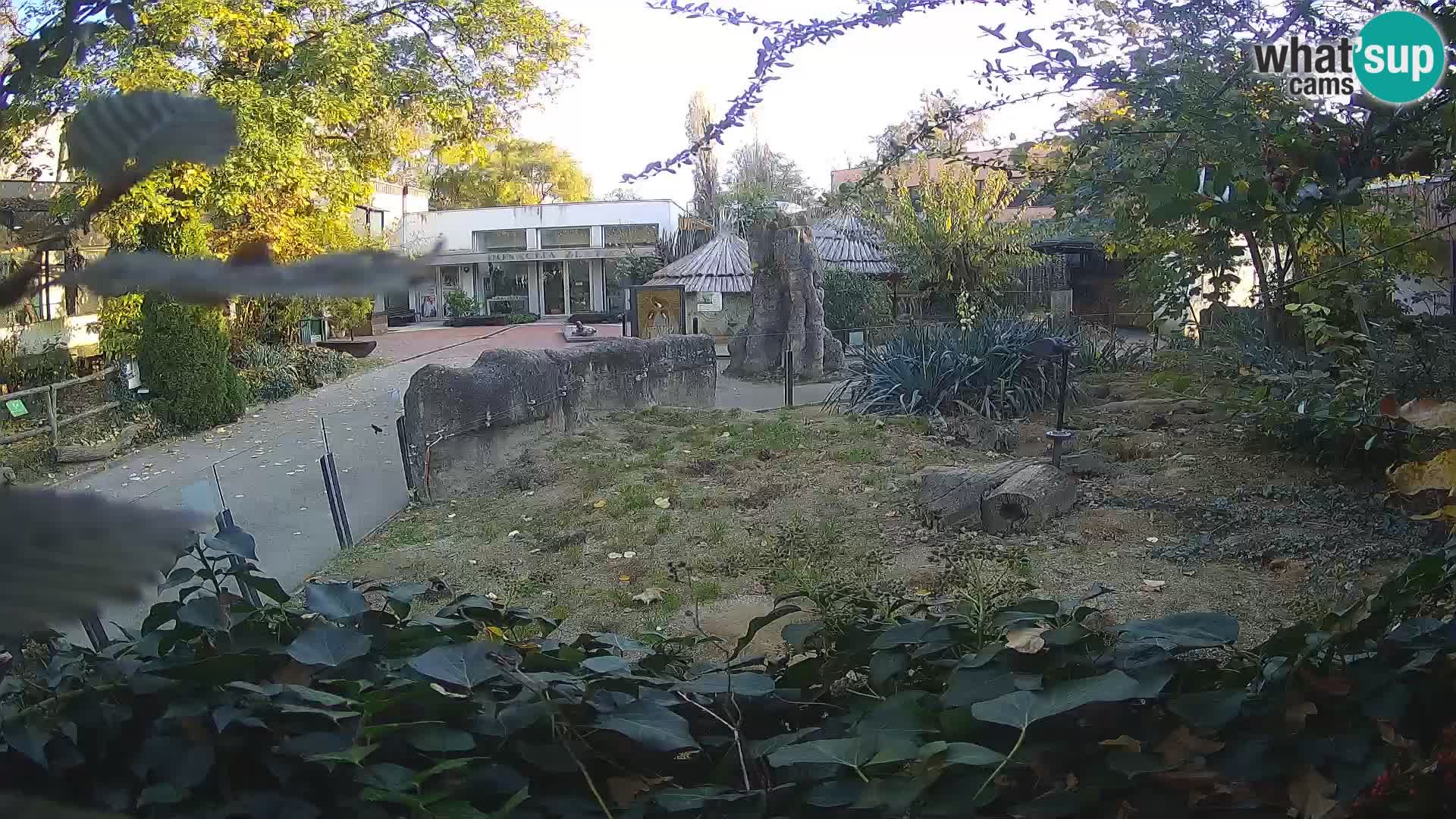 Zoo Zagreb – Surikate