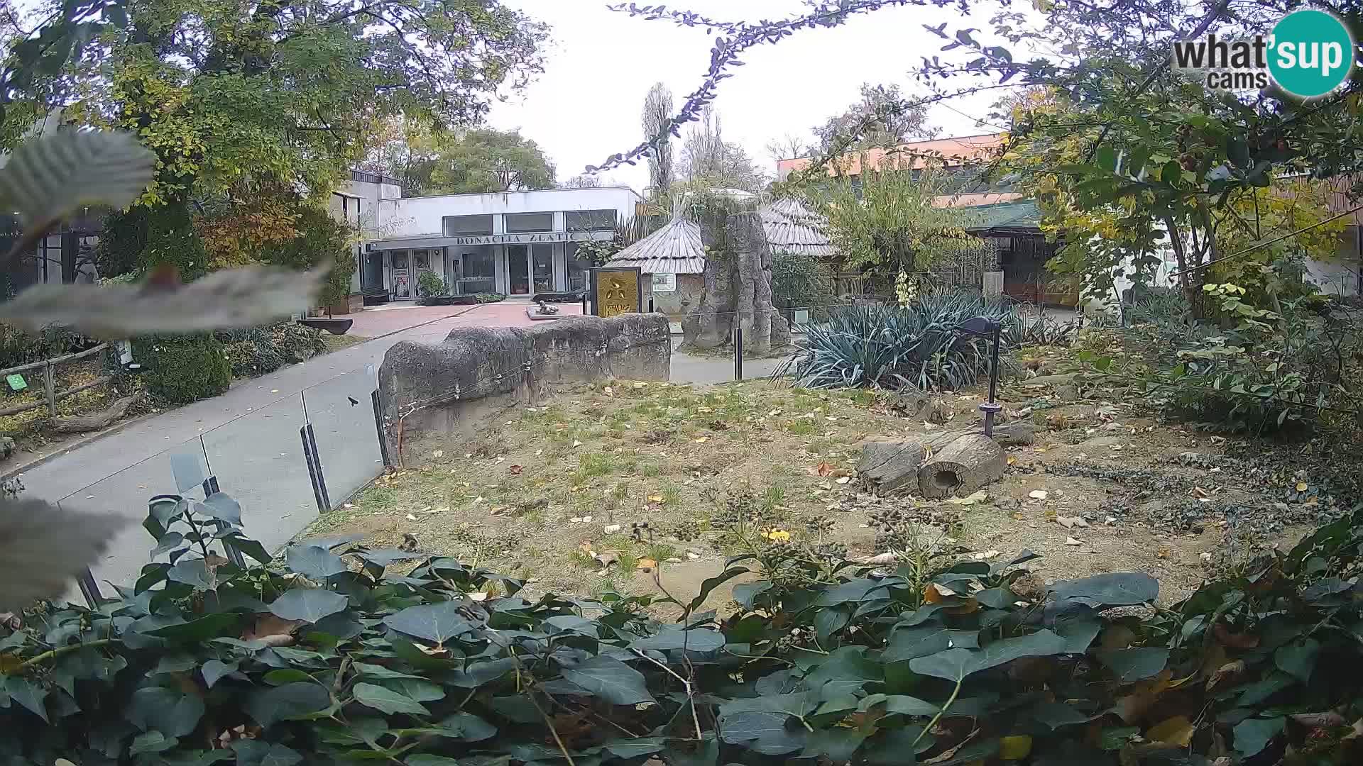 Zoo Zagreb – Suricata