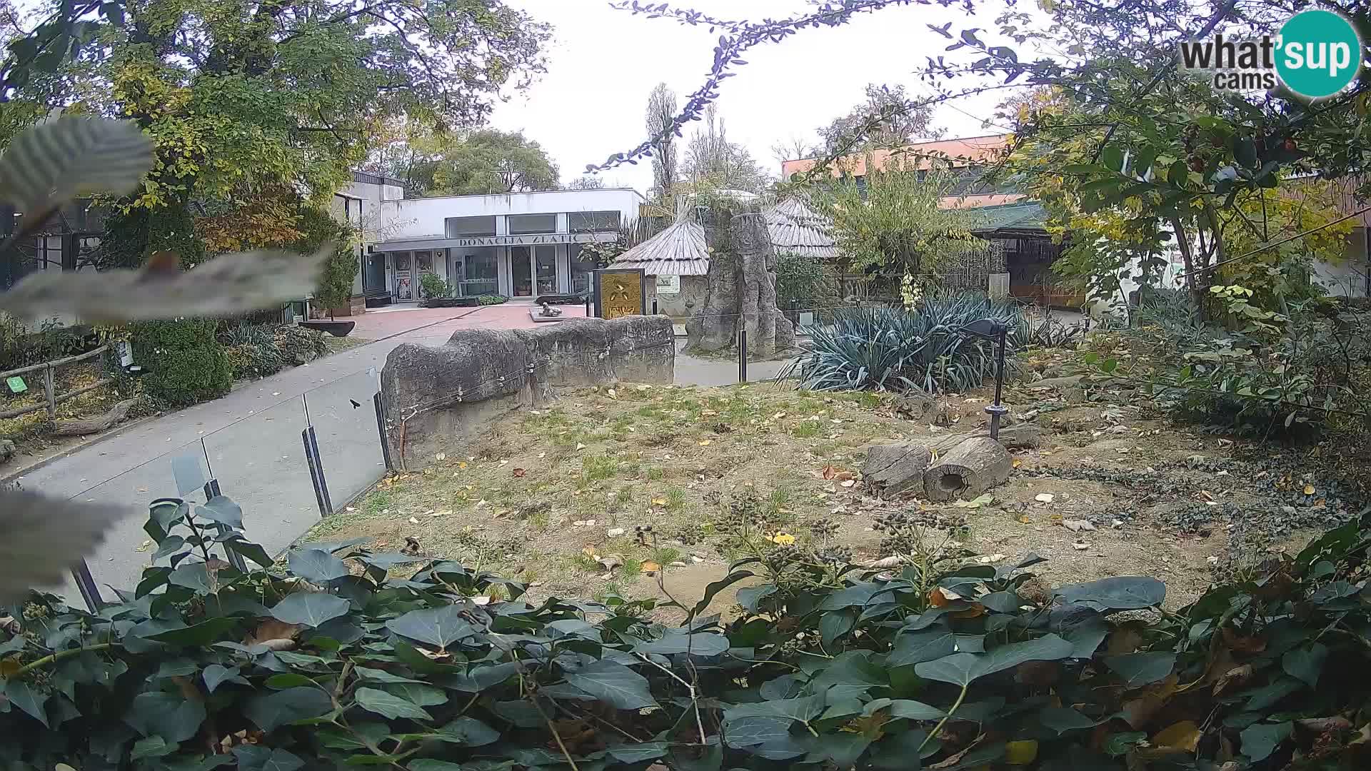 Zoo Zagreb – Suricata