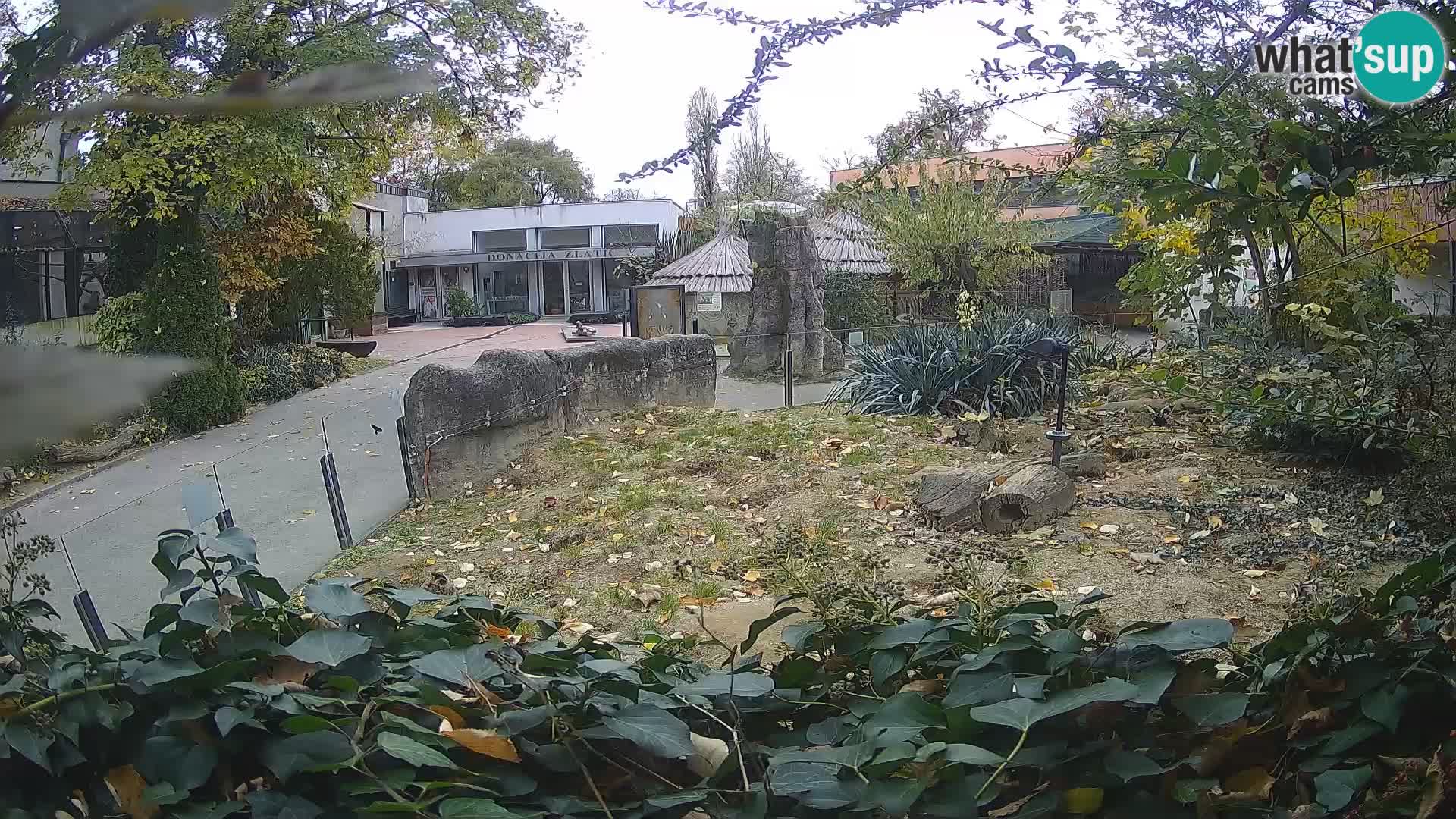 Zoo Zagreb – Surikate