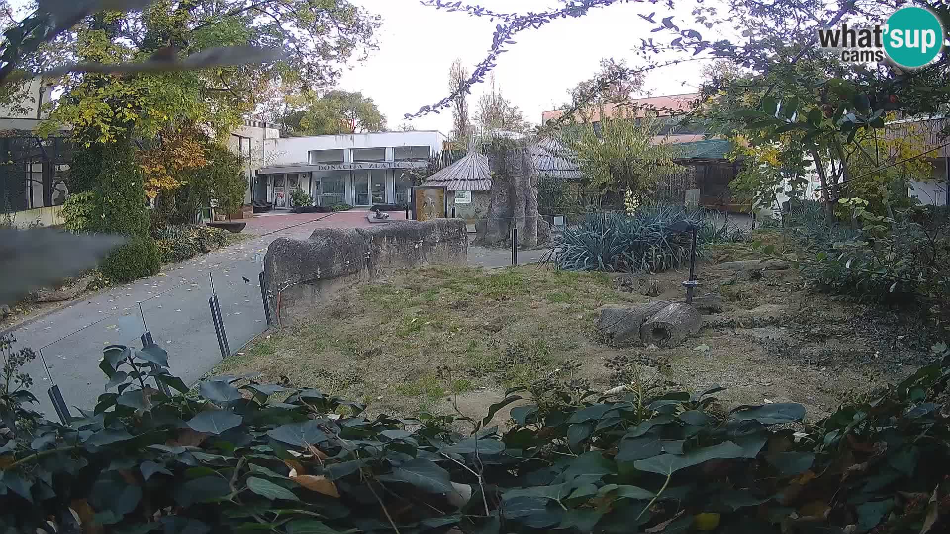 Zoo Zagreb – Suricata