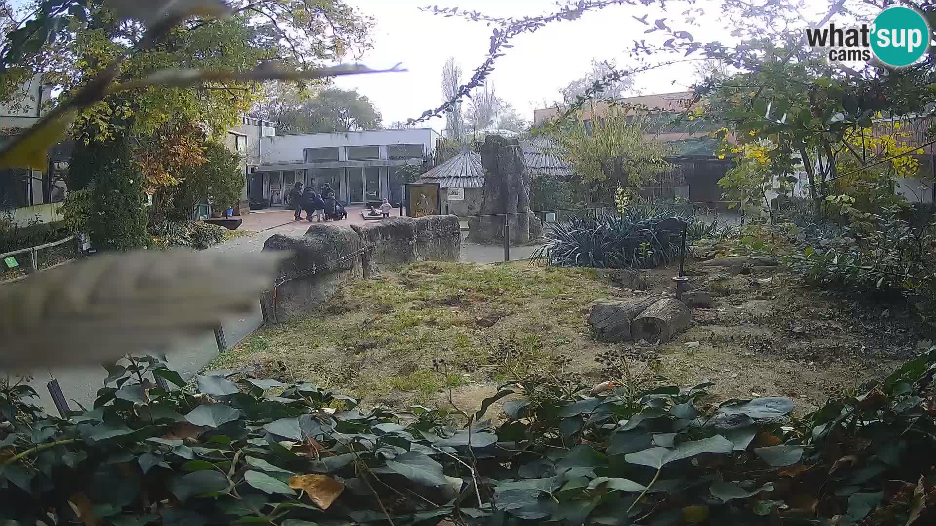 Zoo Zagreb – Meerkat (Suricate)