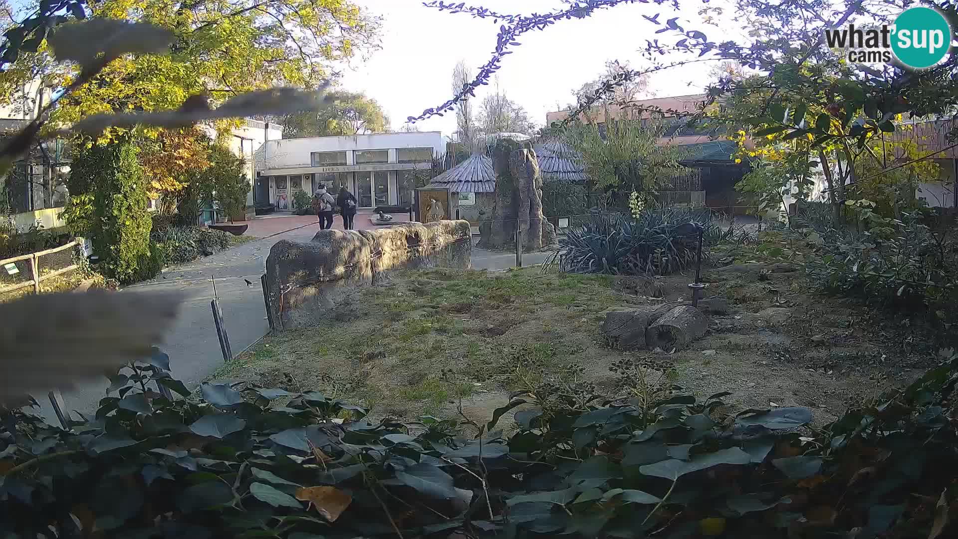 Zoo Zagreb – Meerkat (Suricate)