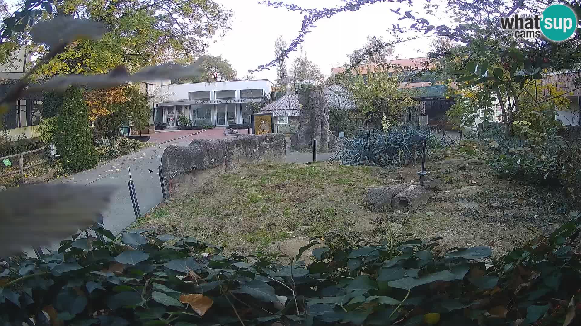 Zoo Zagreb – Meerkat (Suricate)