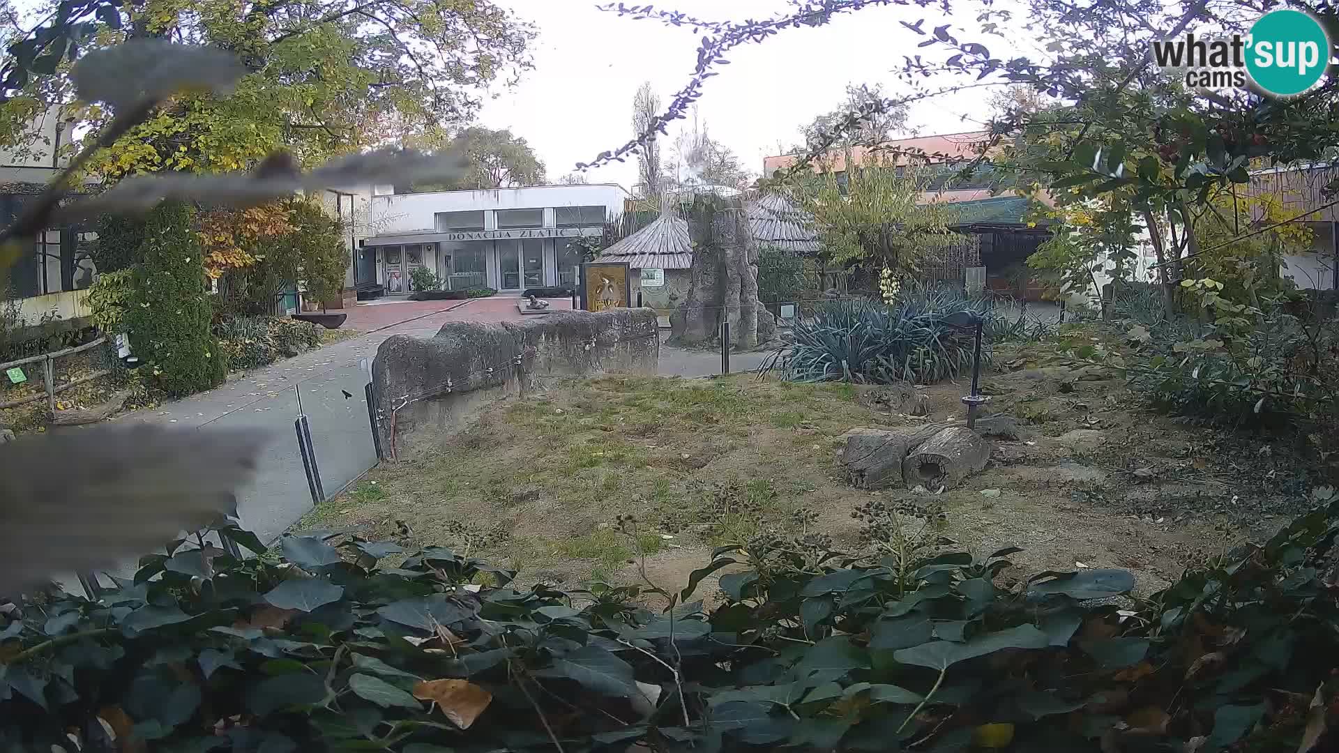 Zoo Zagreb – Meerkat (Suricate)