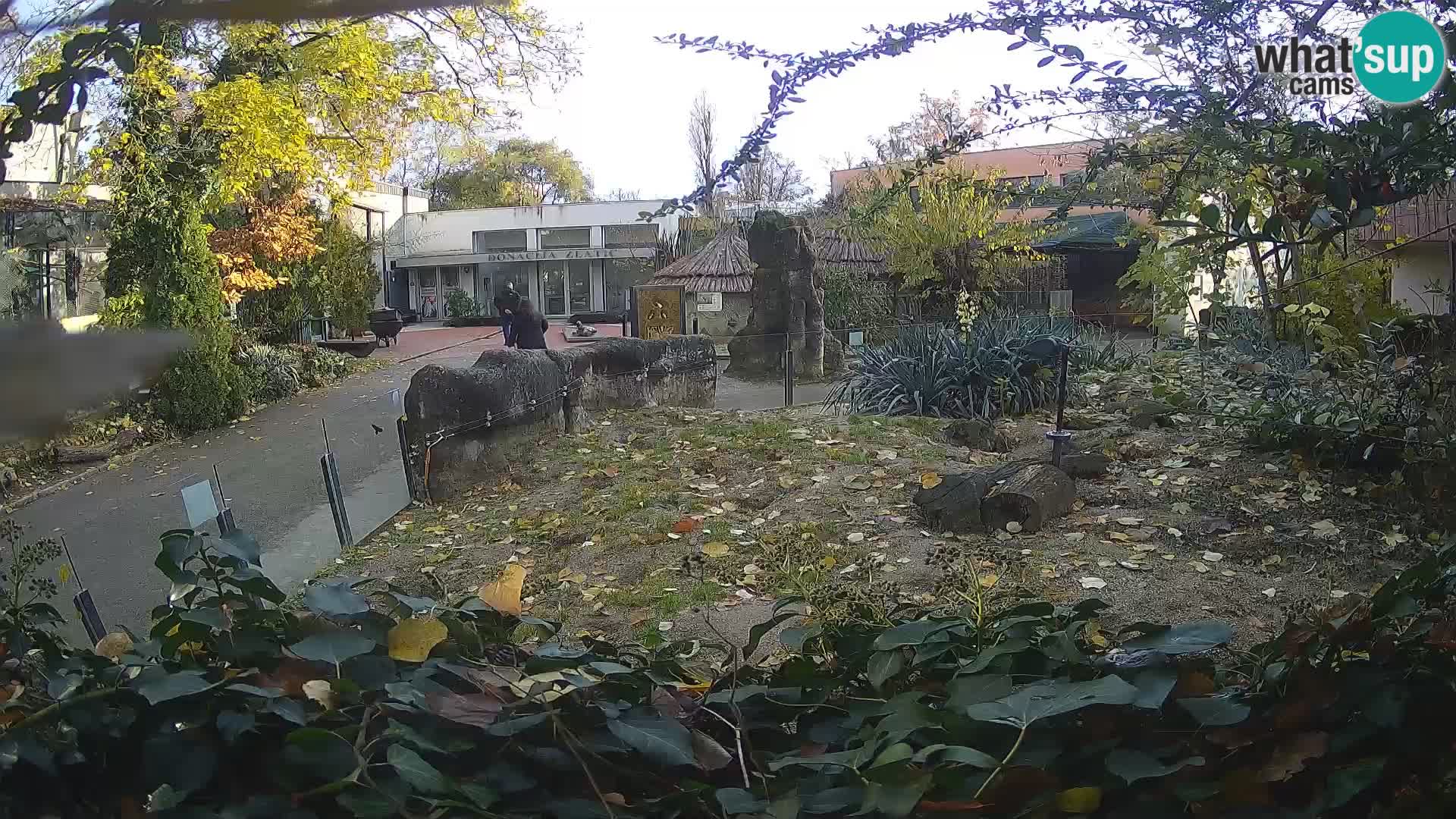 Zoo Zagreb – Merkat