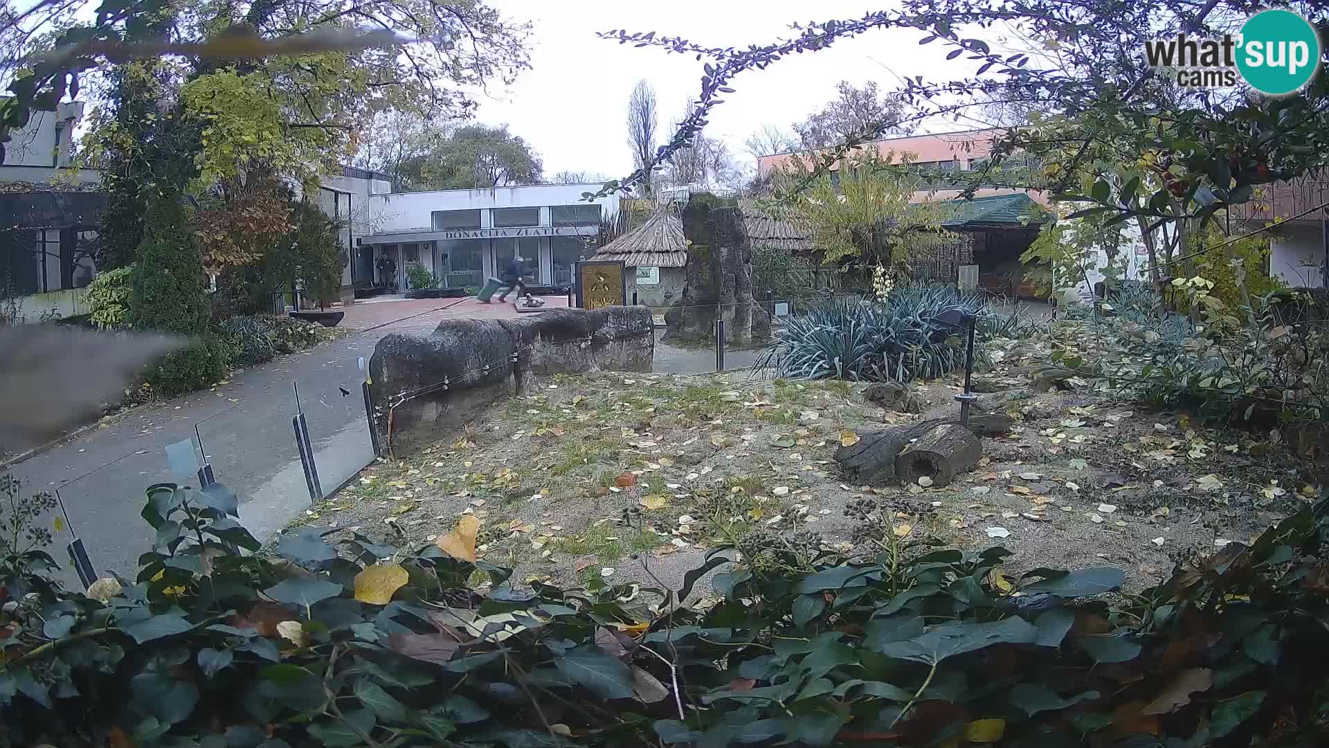 Zoo Zagreb – Erdmännchen