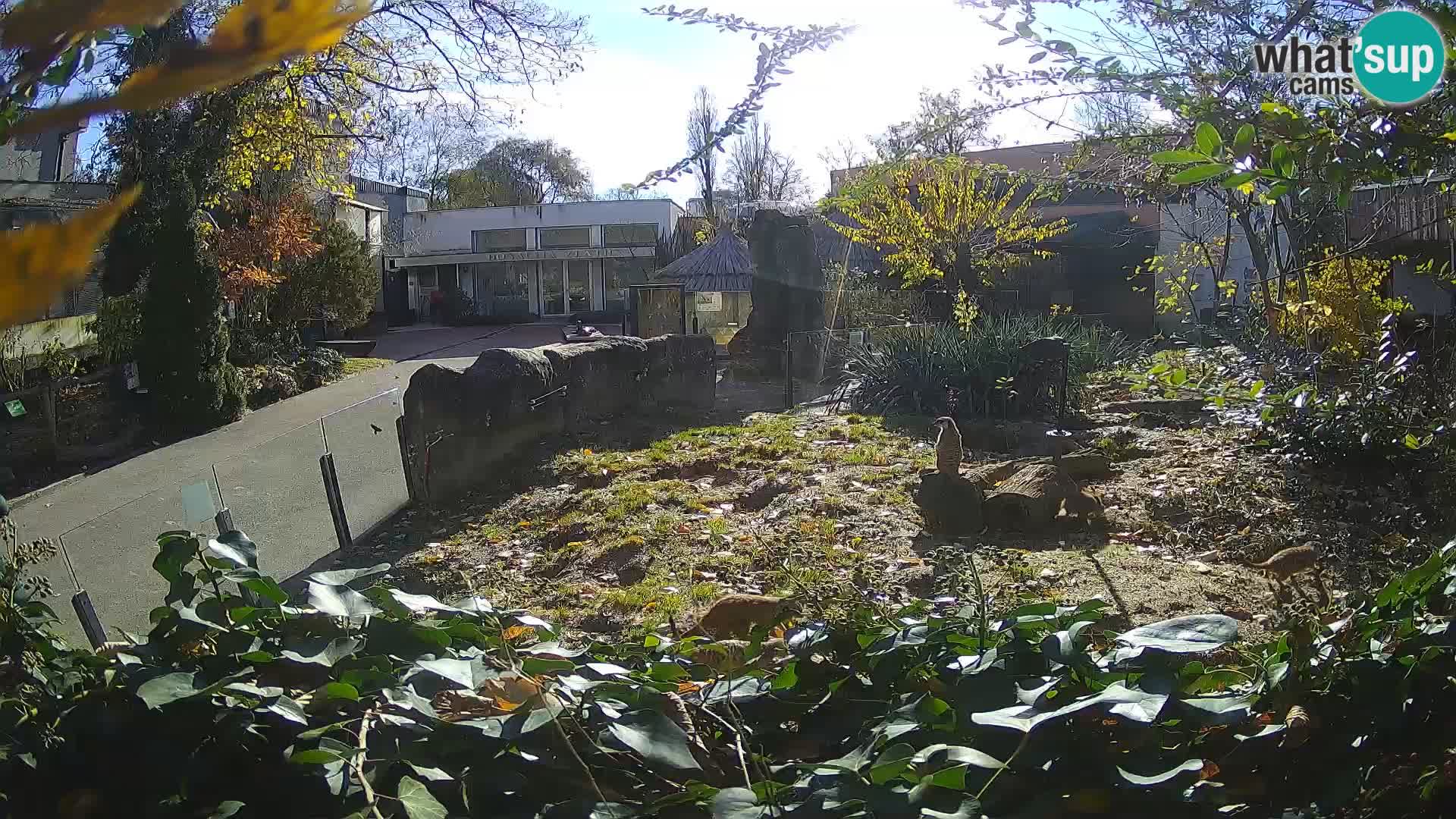 Zoo Zagreb – Suricata