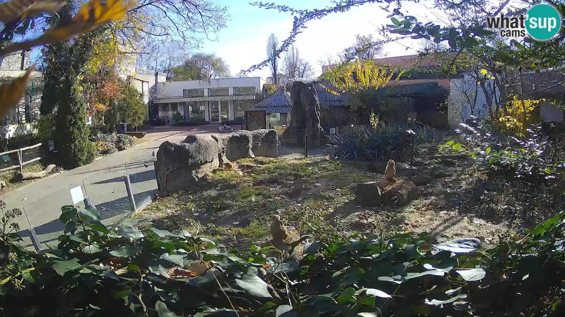 Zoo Zagreb – Erdmännchen