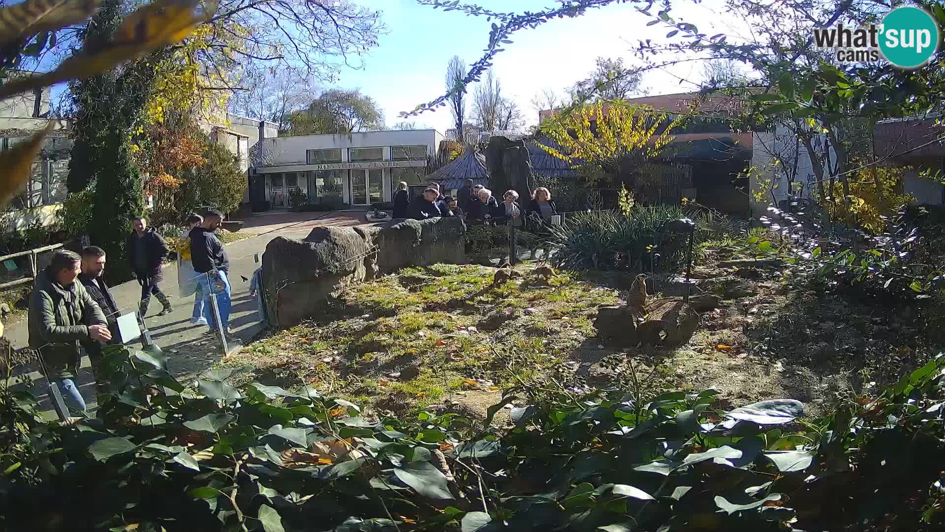 Zoo Zagreb – Merkat