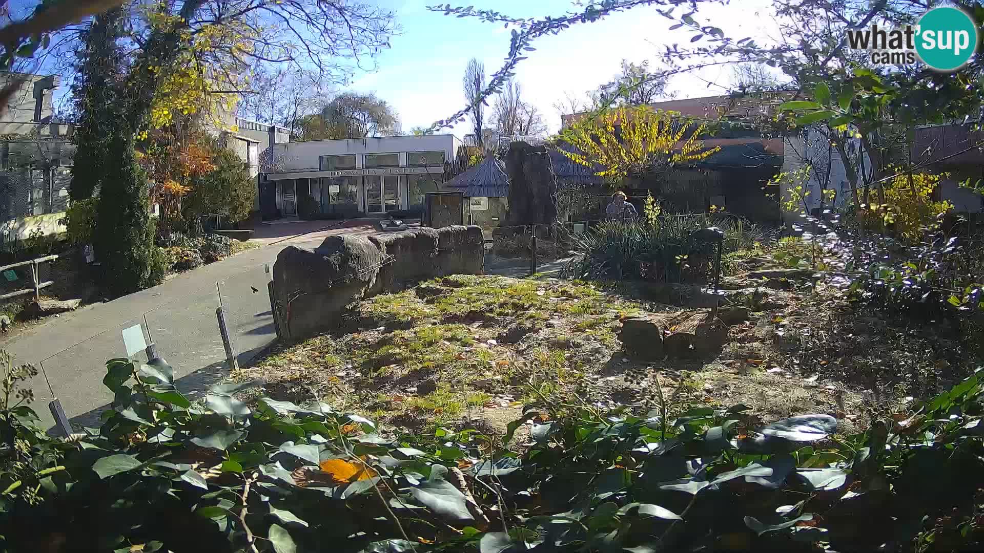 Zoo Zagreb – Merkat