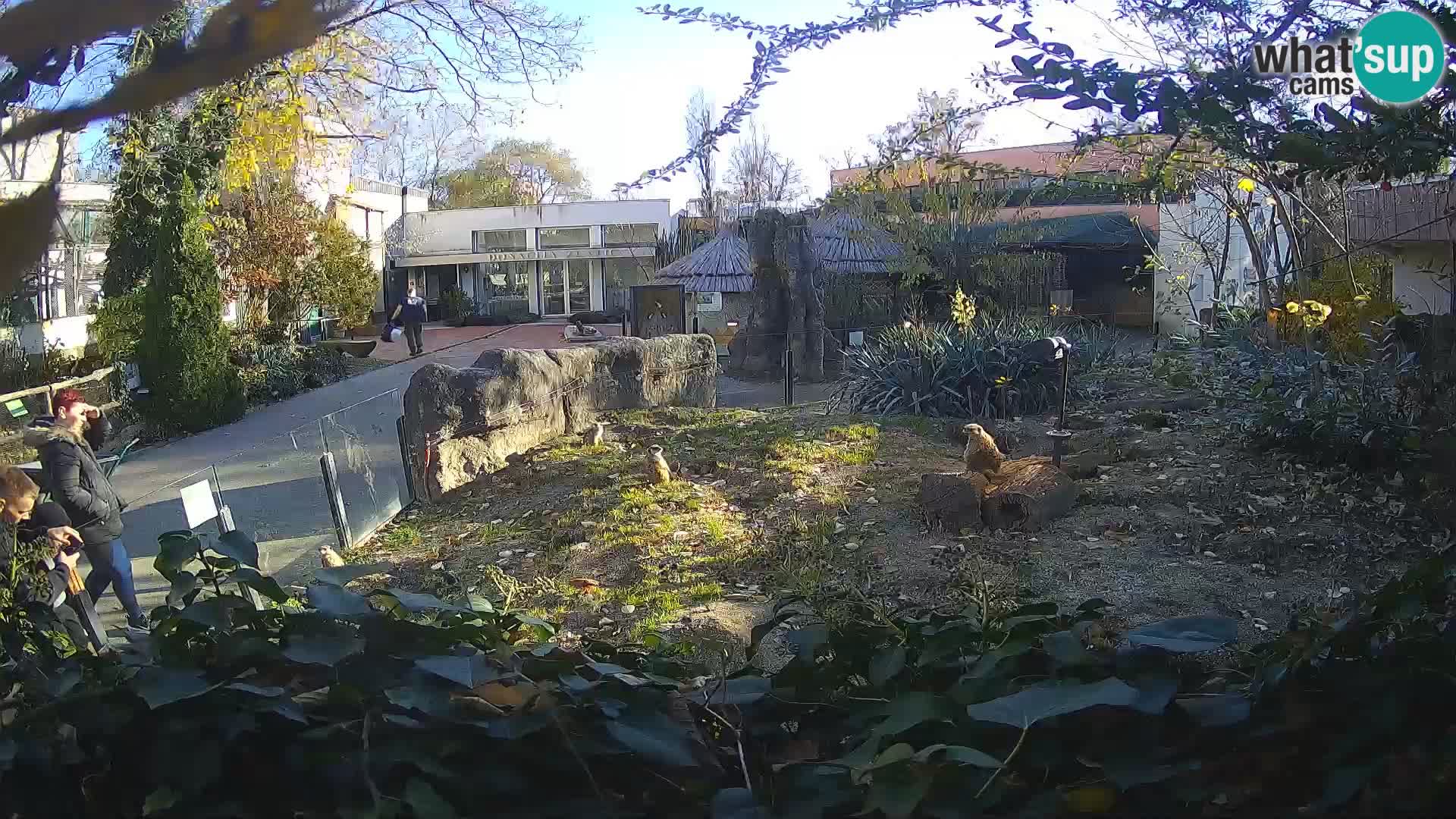 Zoo Zagreb – Suricata