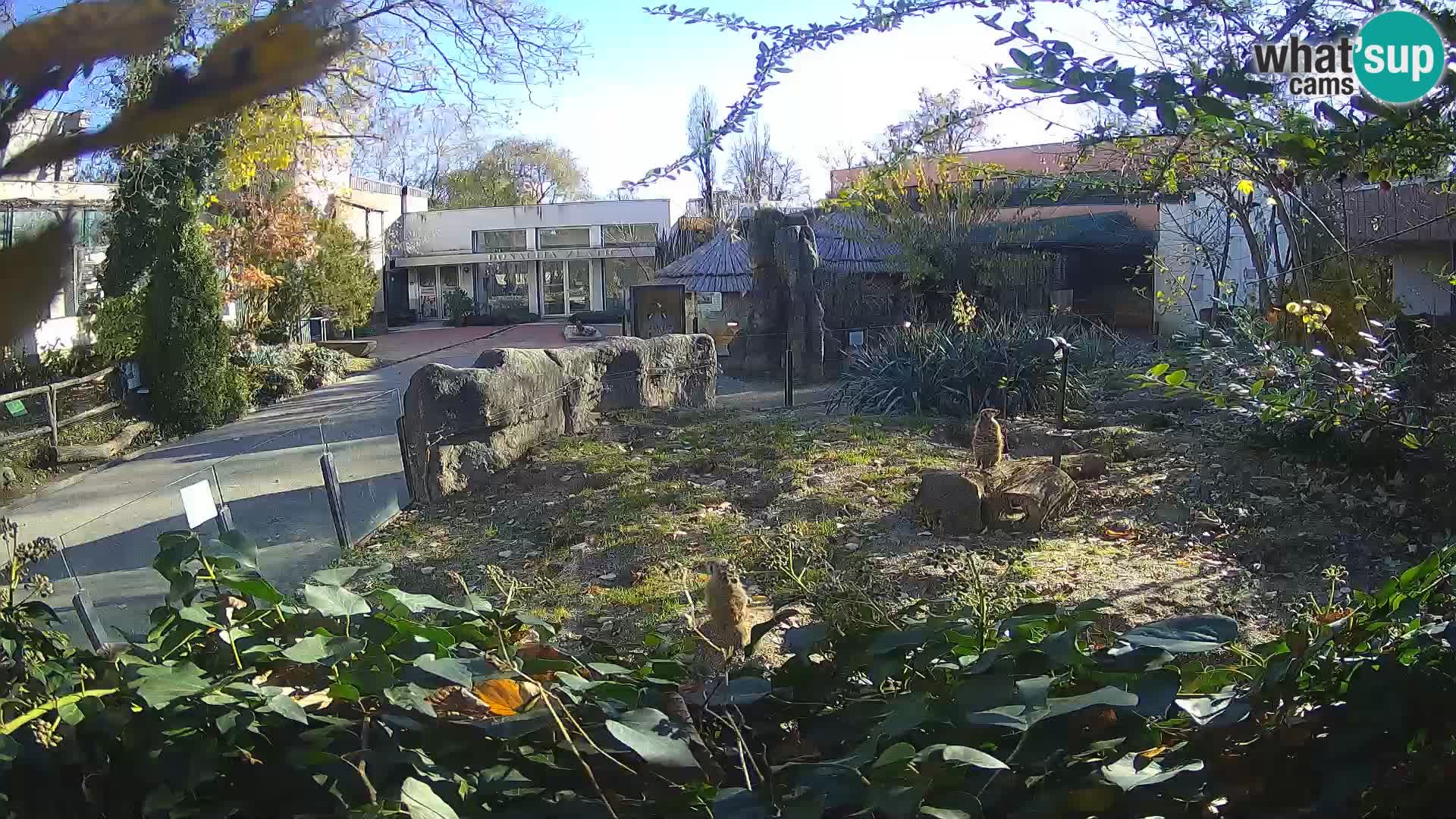 Zoo Zagreb – Suricata