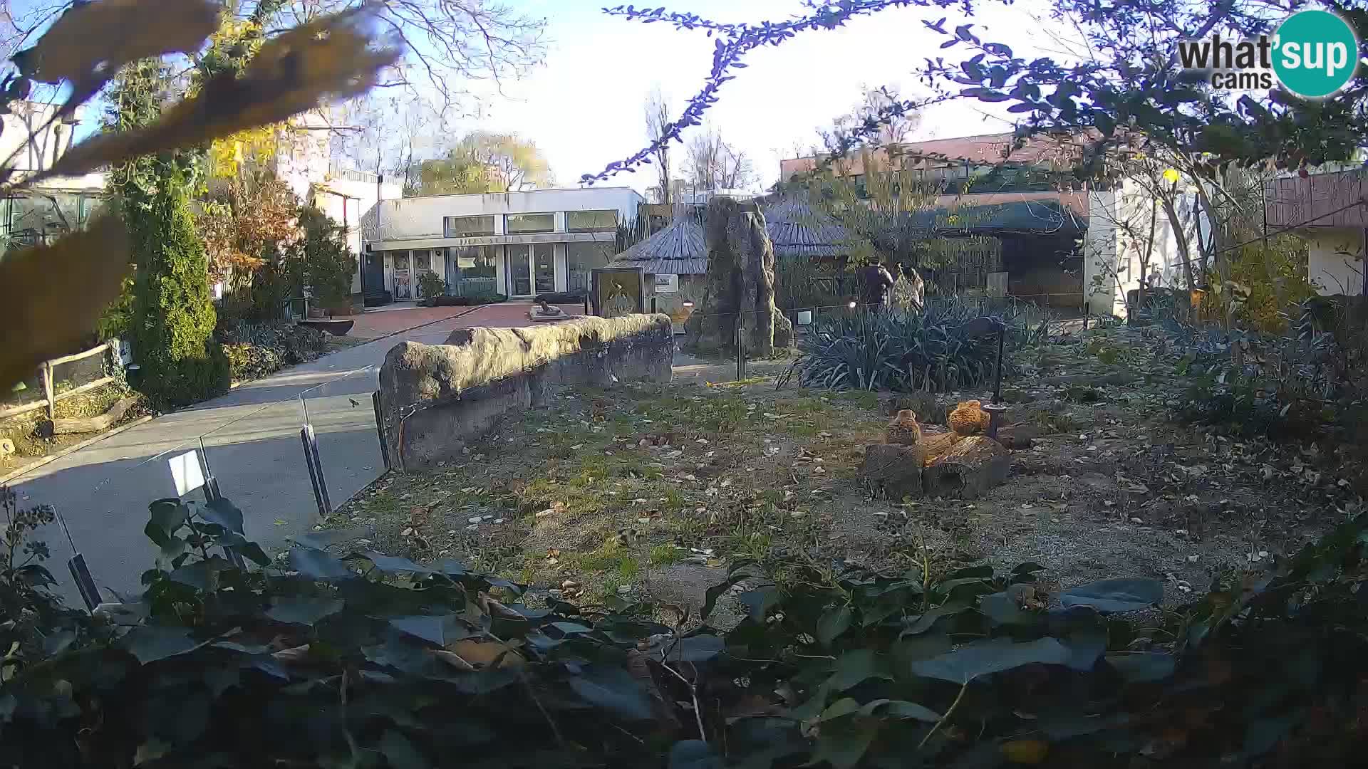 Zoo Zagreb – Suricata