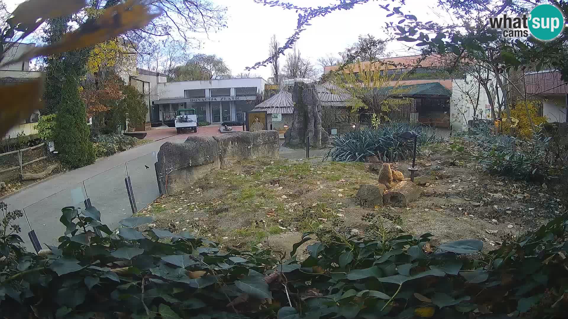 Zoo Zagreb – Suricata