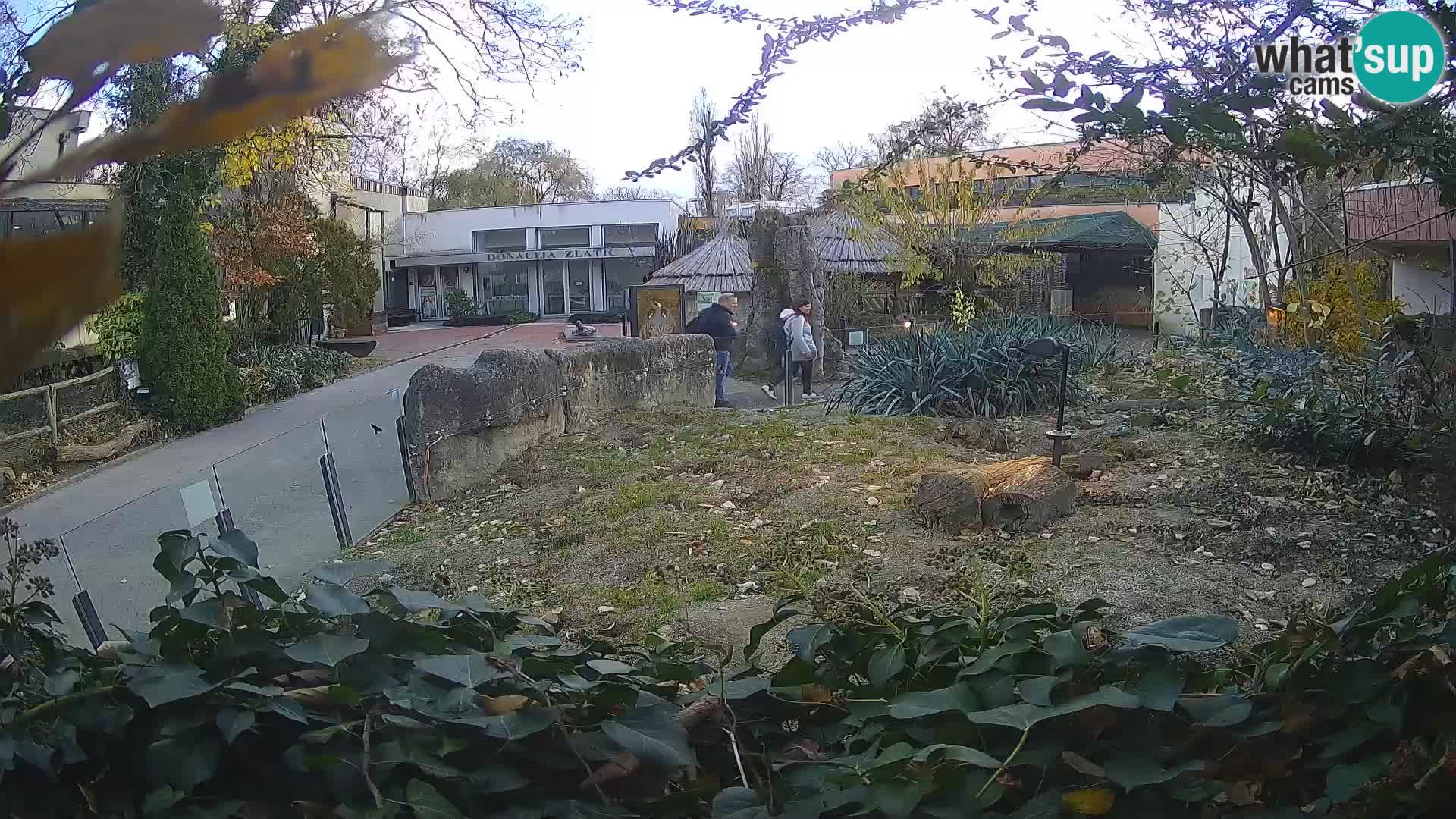 Zoo Zagreb – Suricata