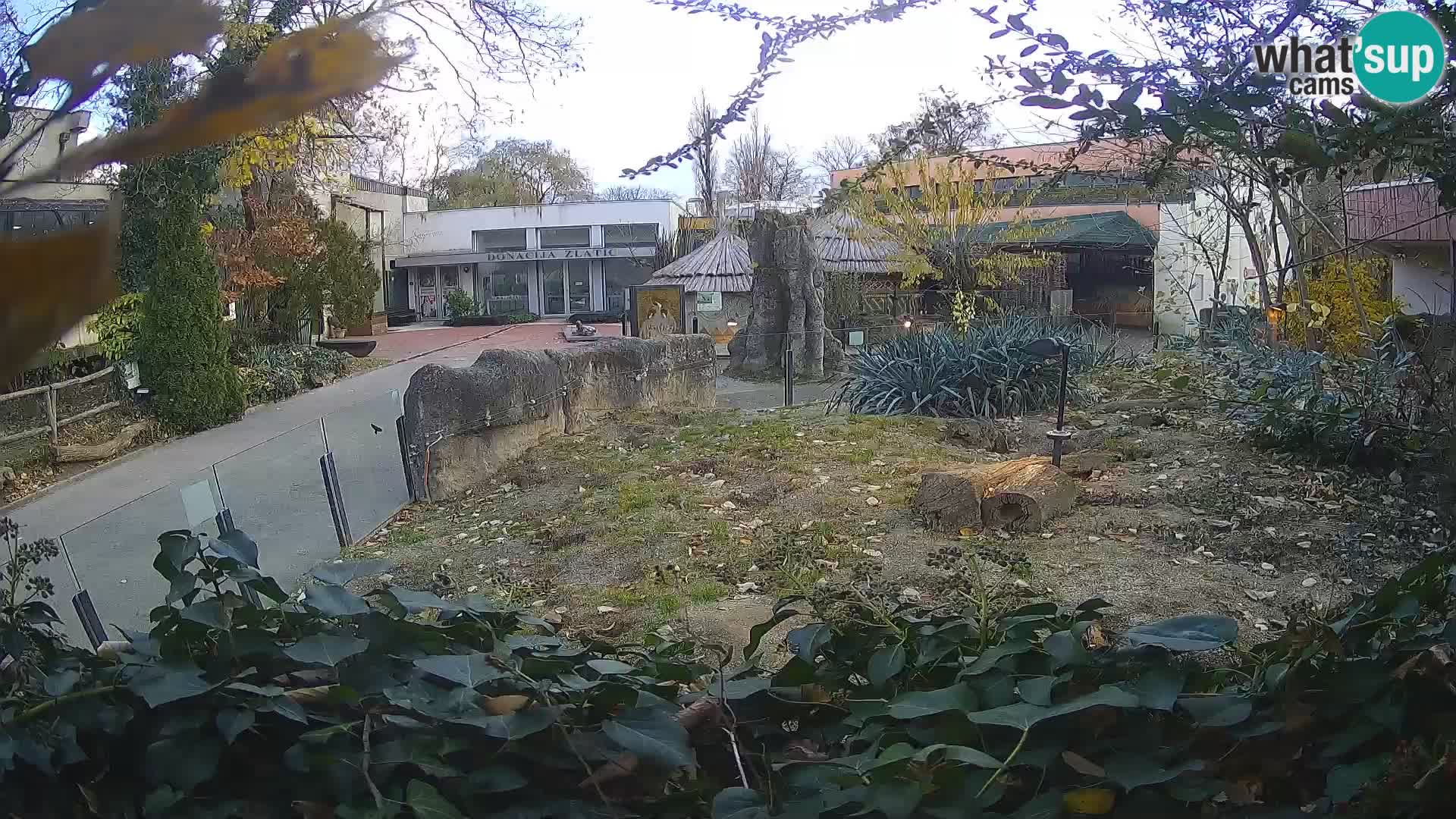 Zoo Zagreb – Suricata