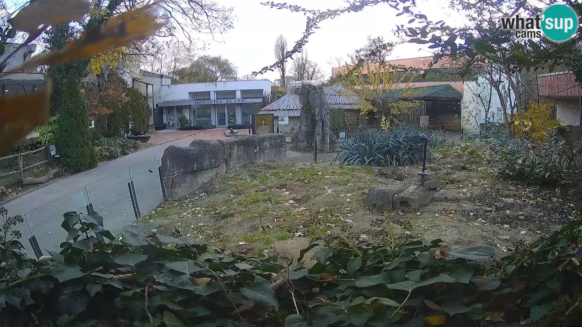 Zoo Zagreb – Suricata